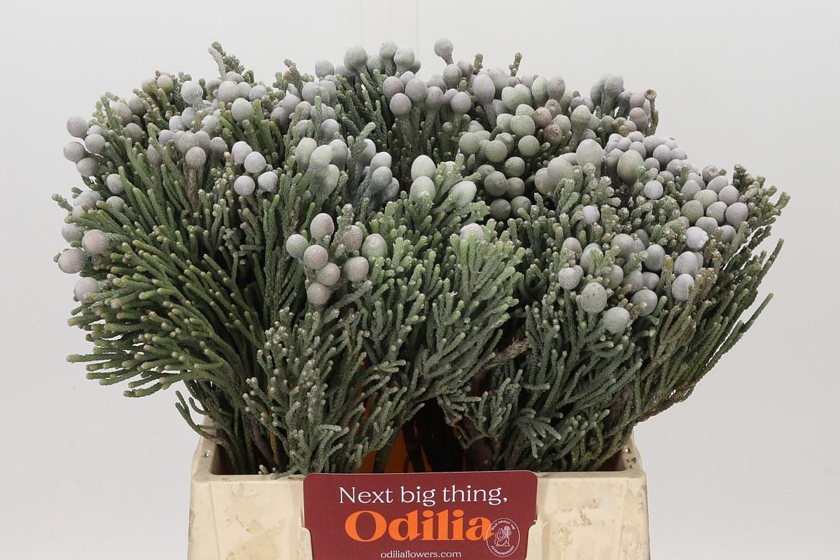 Kaaps Groen Silver Brunia