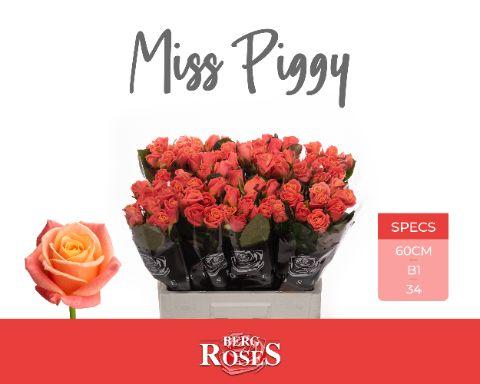 Rosa Miss Piggy 60cm