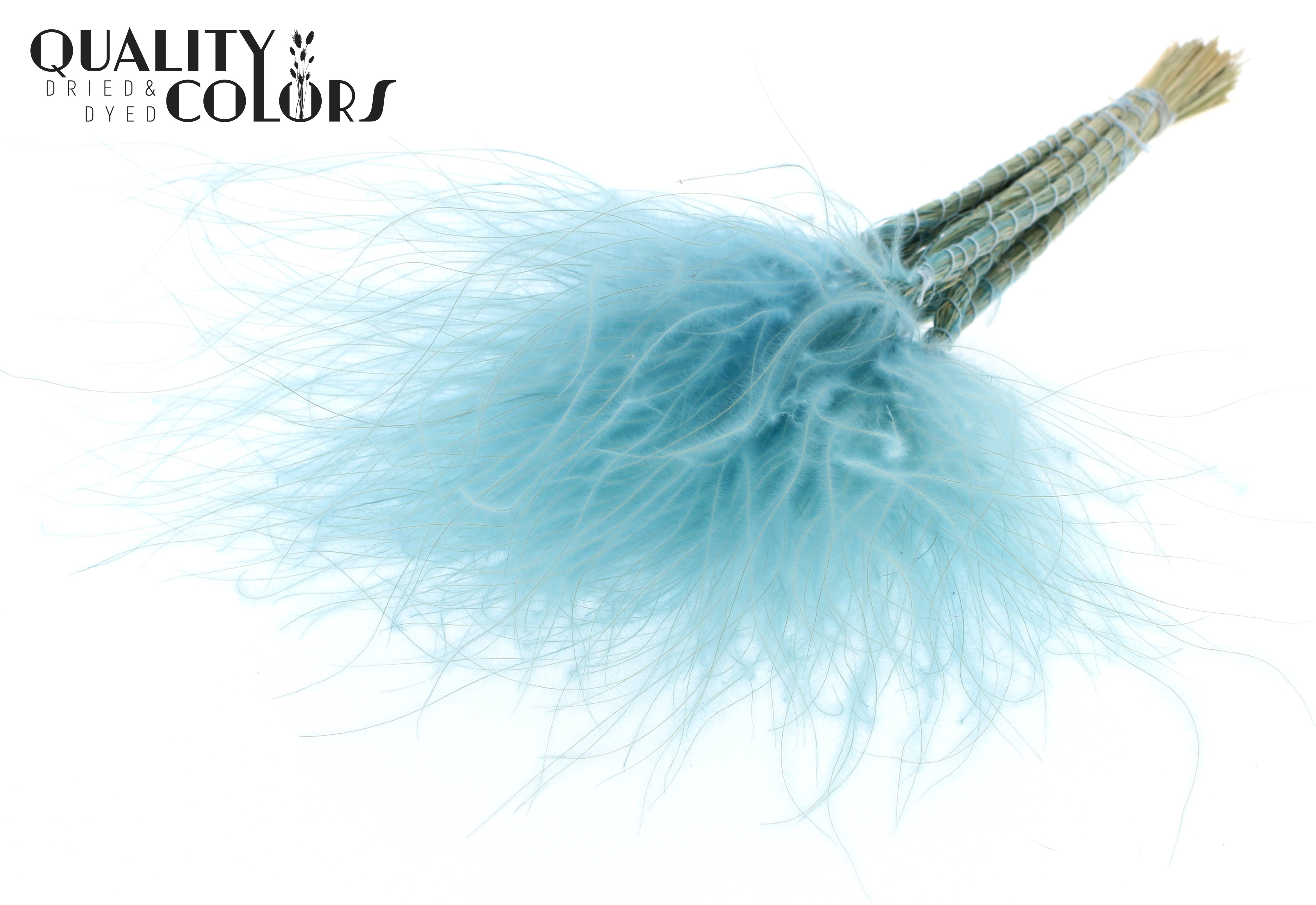 Stypha Pastel Blue Per Bunch 60cm
