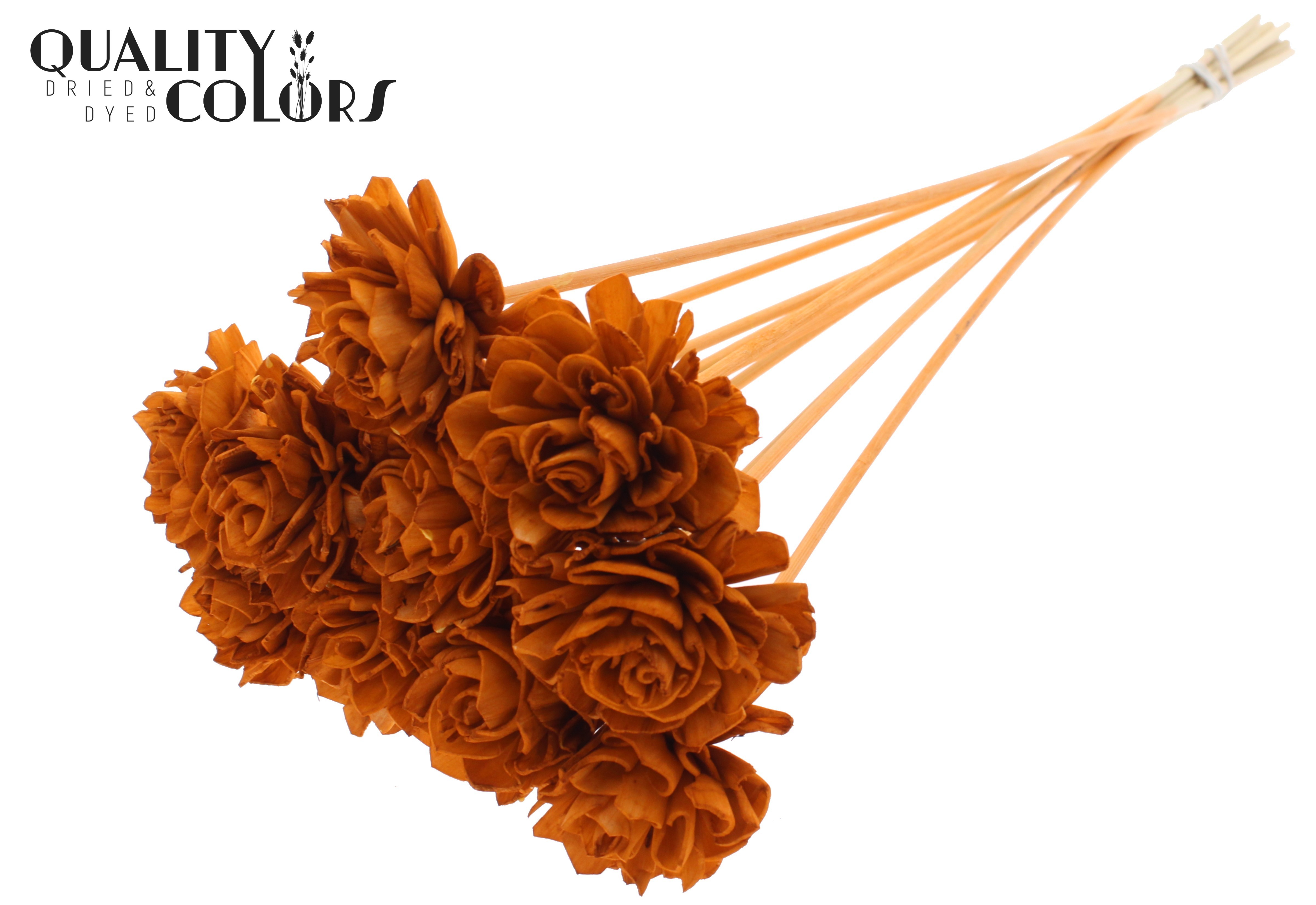 Shola Dhaliya Terracotta 50cm