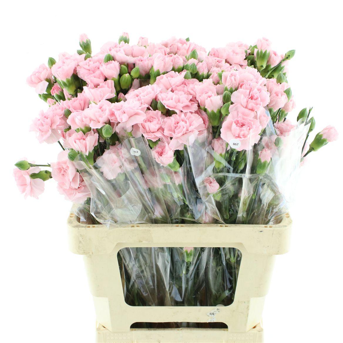 Di Tr Col Light Pink Zagara