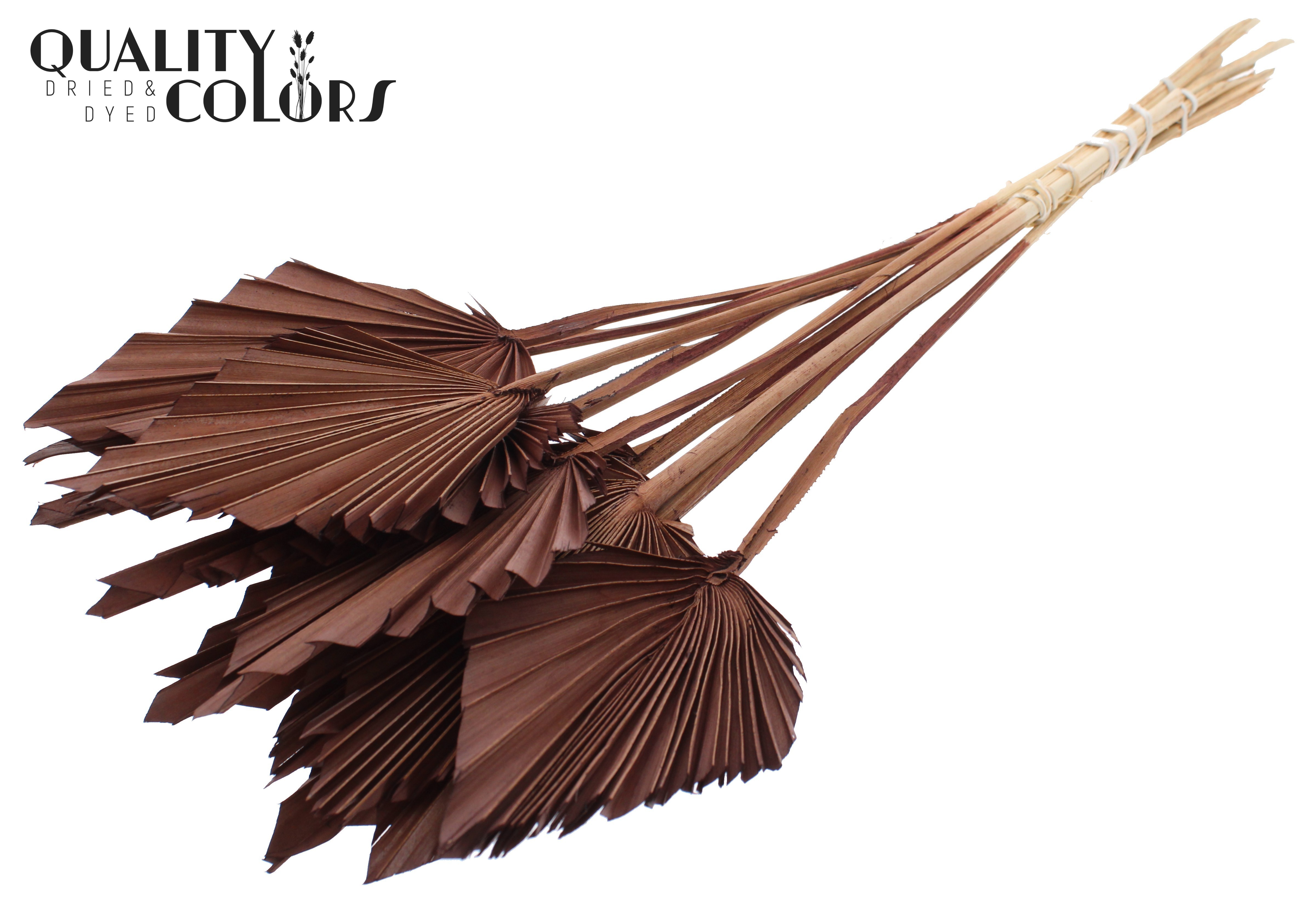 Palm Spear Brown 50cm