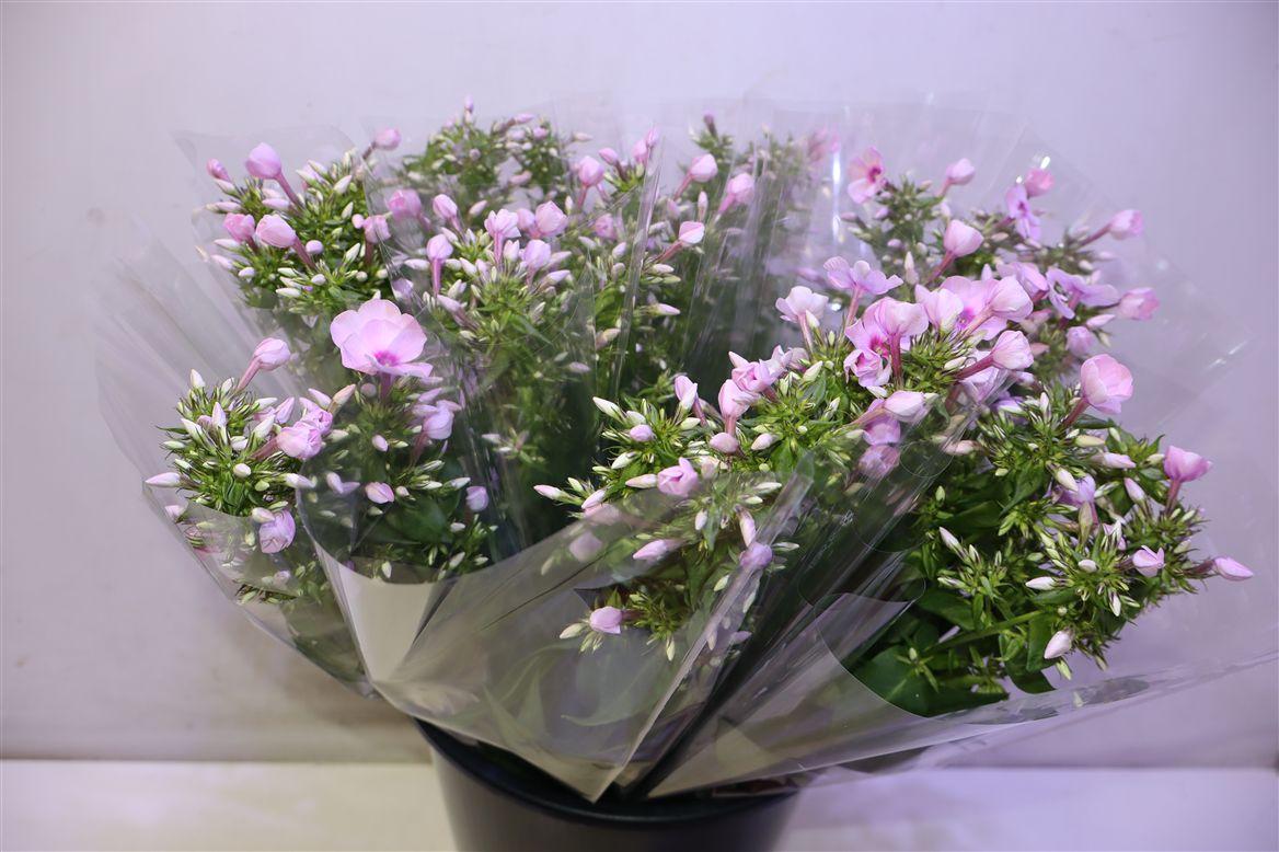 Phlox P Sweet Lexy X5