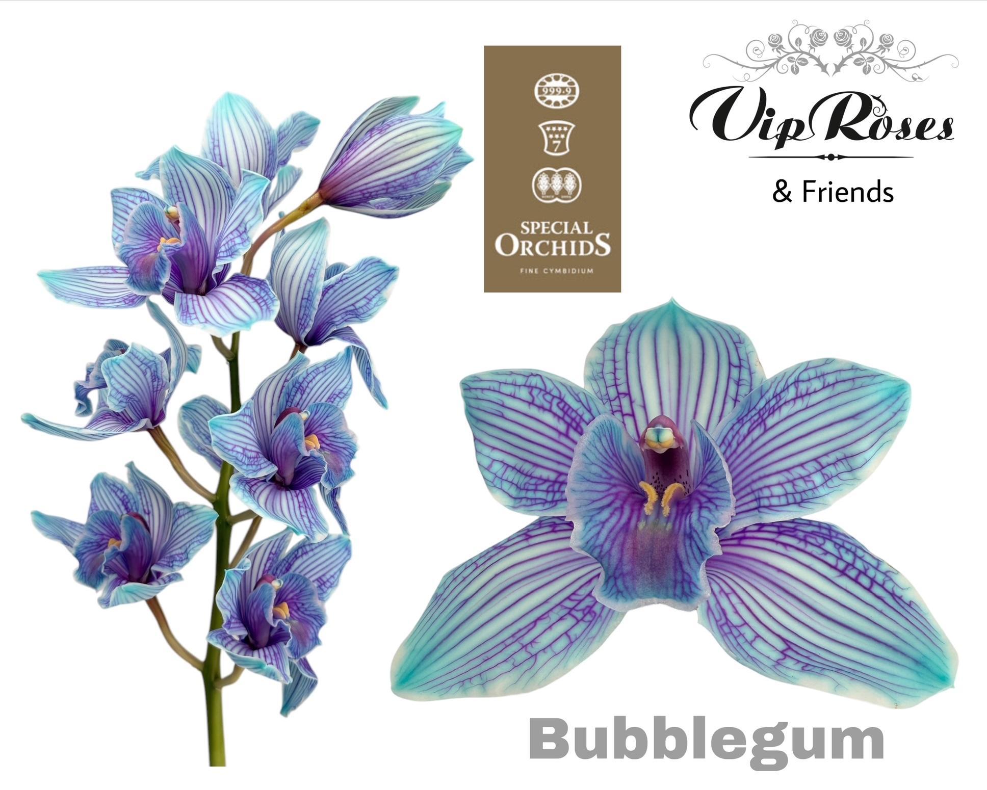 Cymbidium Painted Bubblegum 80cm