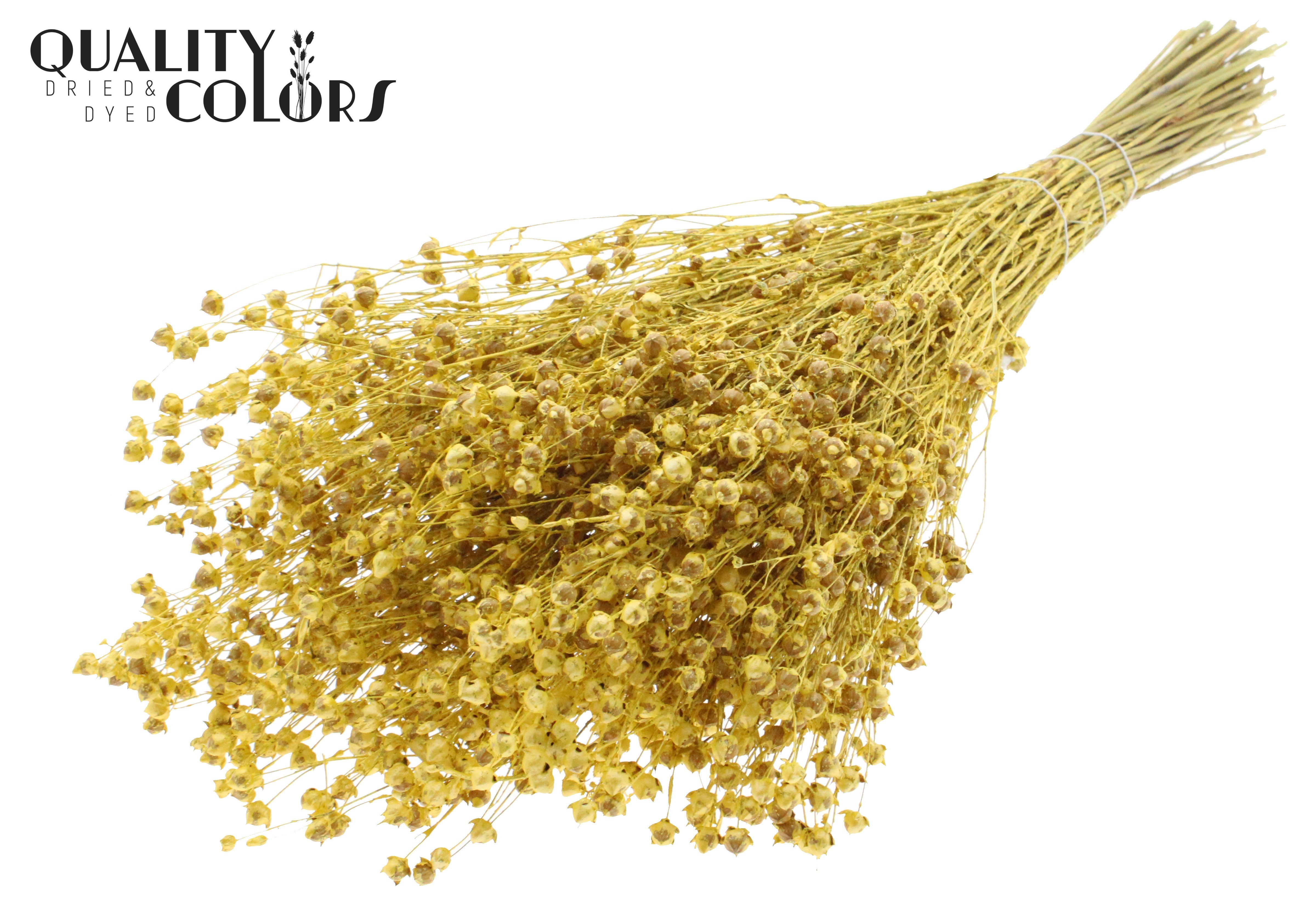 Lino Flax Metallic Yellow Per Bunch 50cm