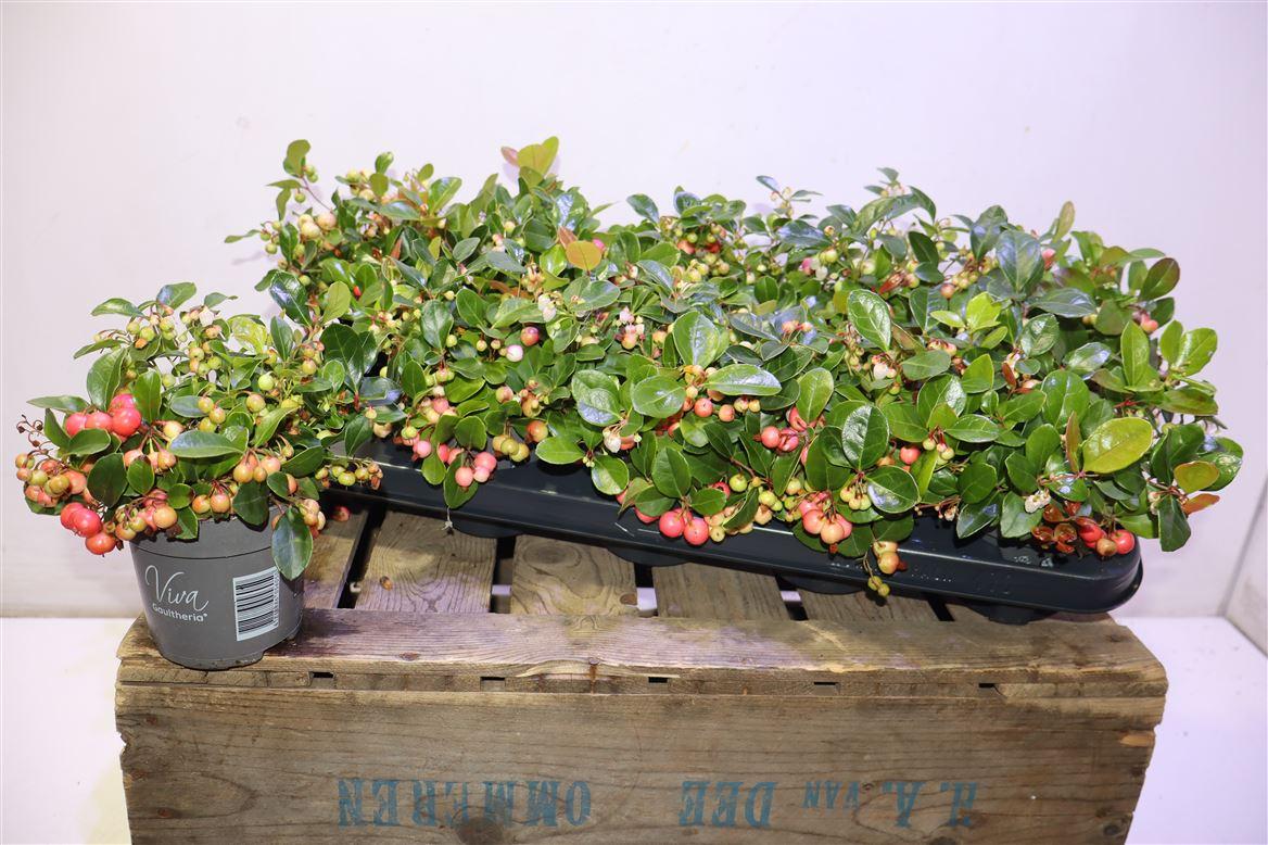 Gaulth Pr Big Berry