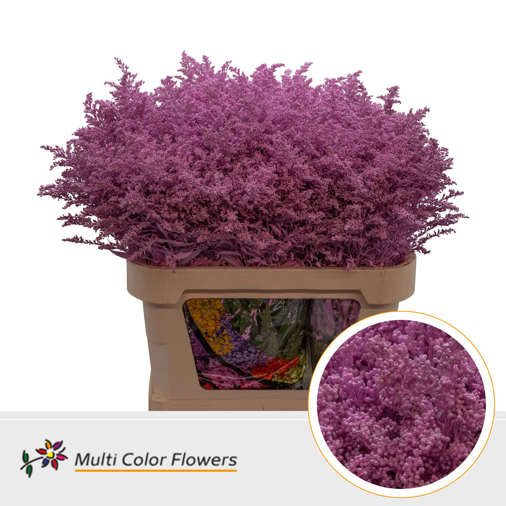 Solidago Painted Pink New 80cm