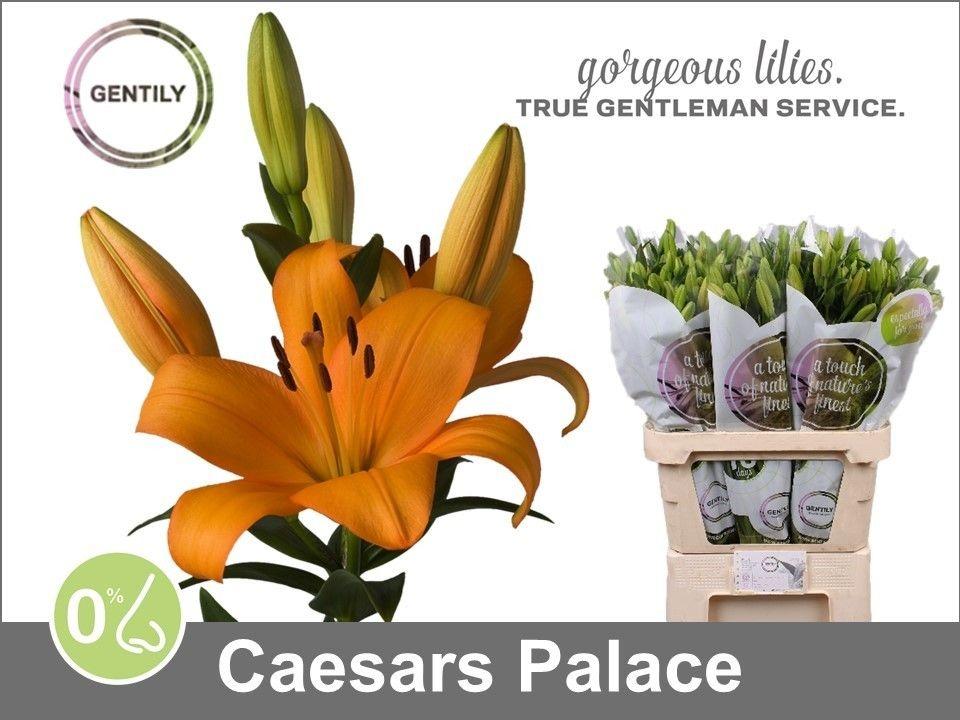 Li La Caesars Palace