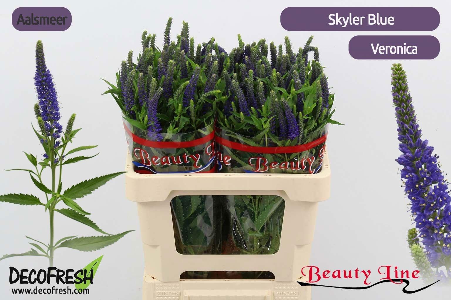 Veron L Skyler Blue