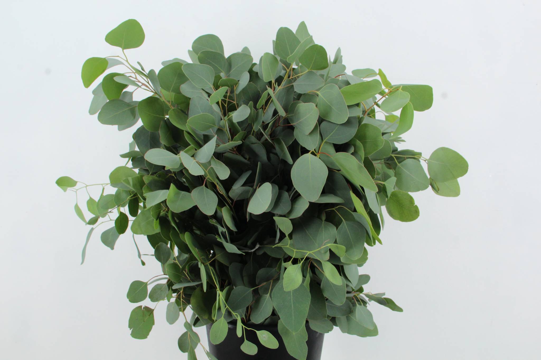 Eucalyptus Polyanthemos Per Bunch 70cm 300gr.