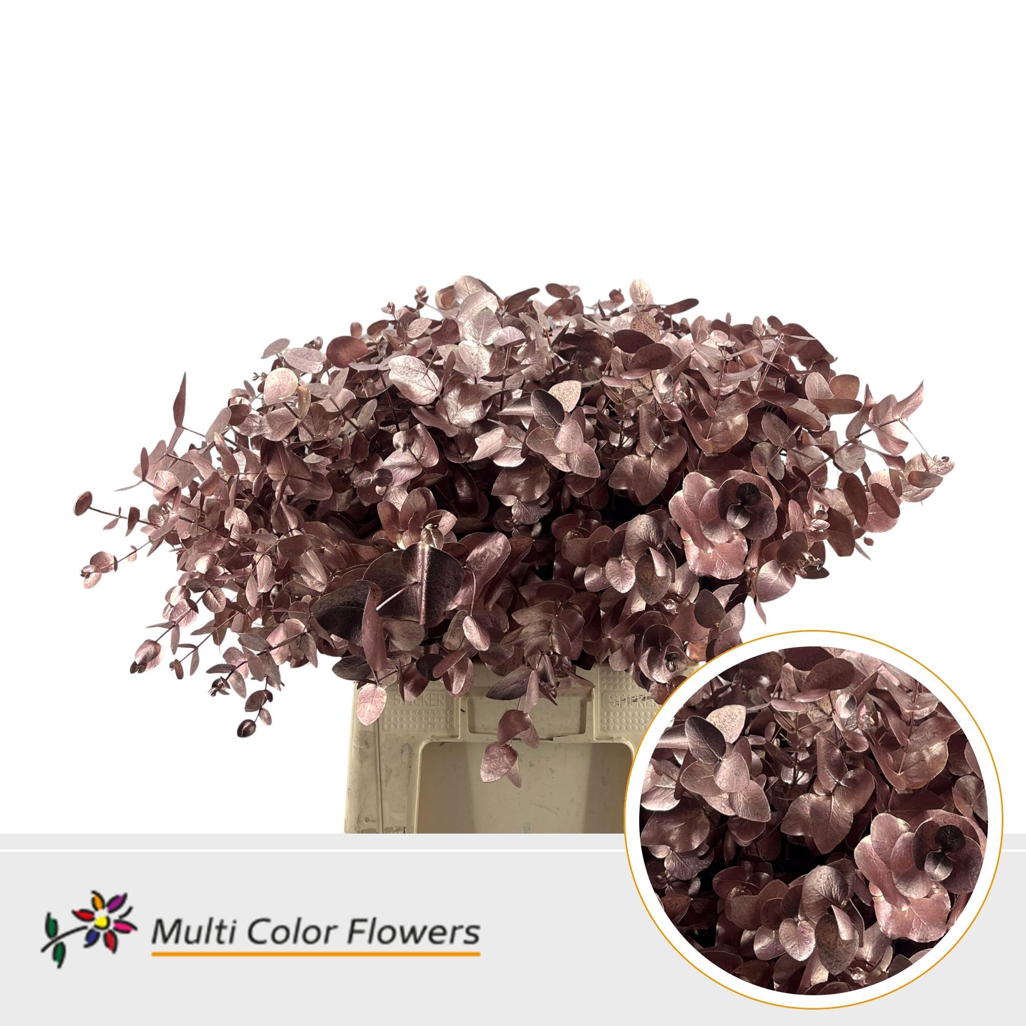 Eucalyptus Cinerea Rose Goud