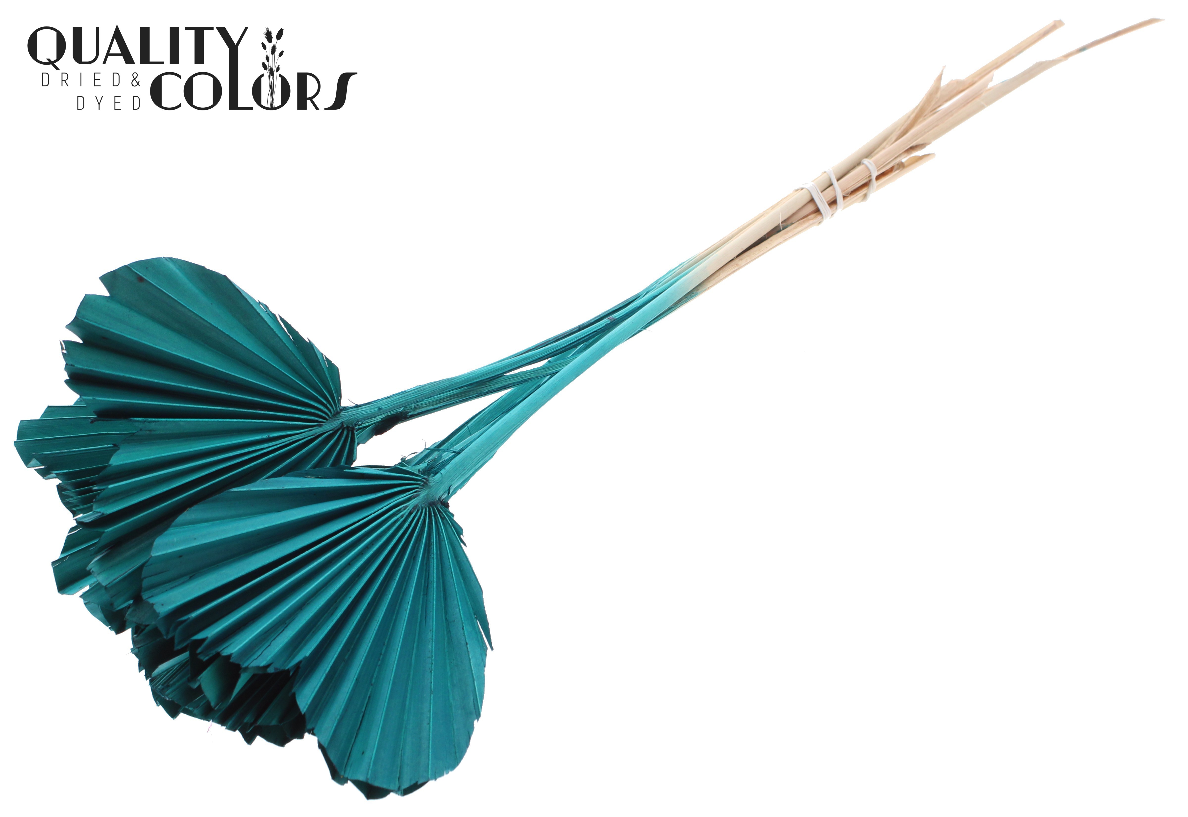 Palm Spear Heart Turquoise 45cm