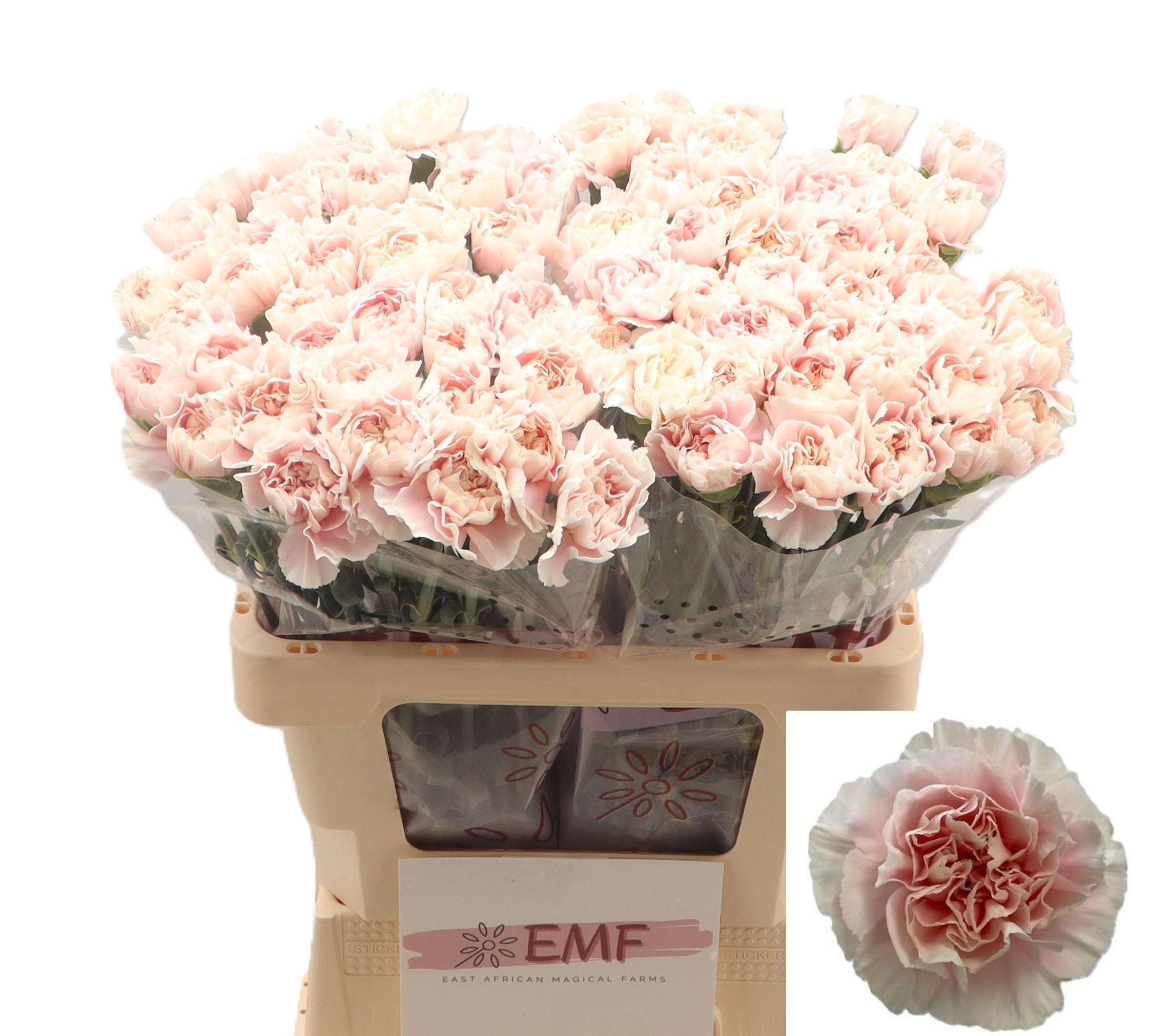 Dianthus Single Altair 60cm