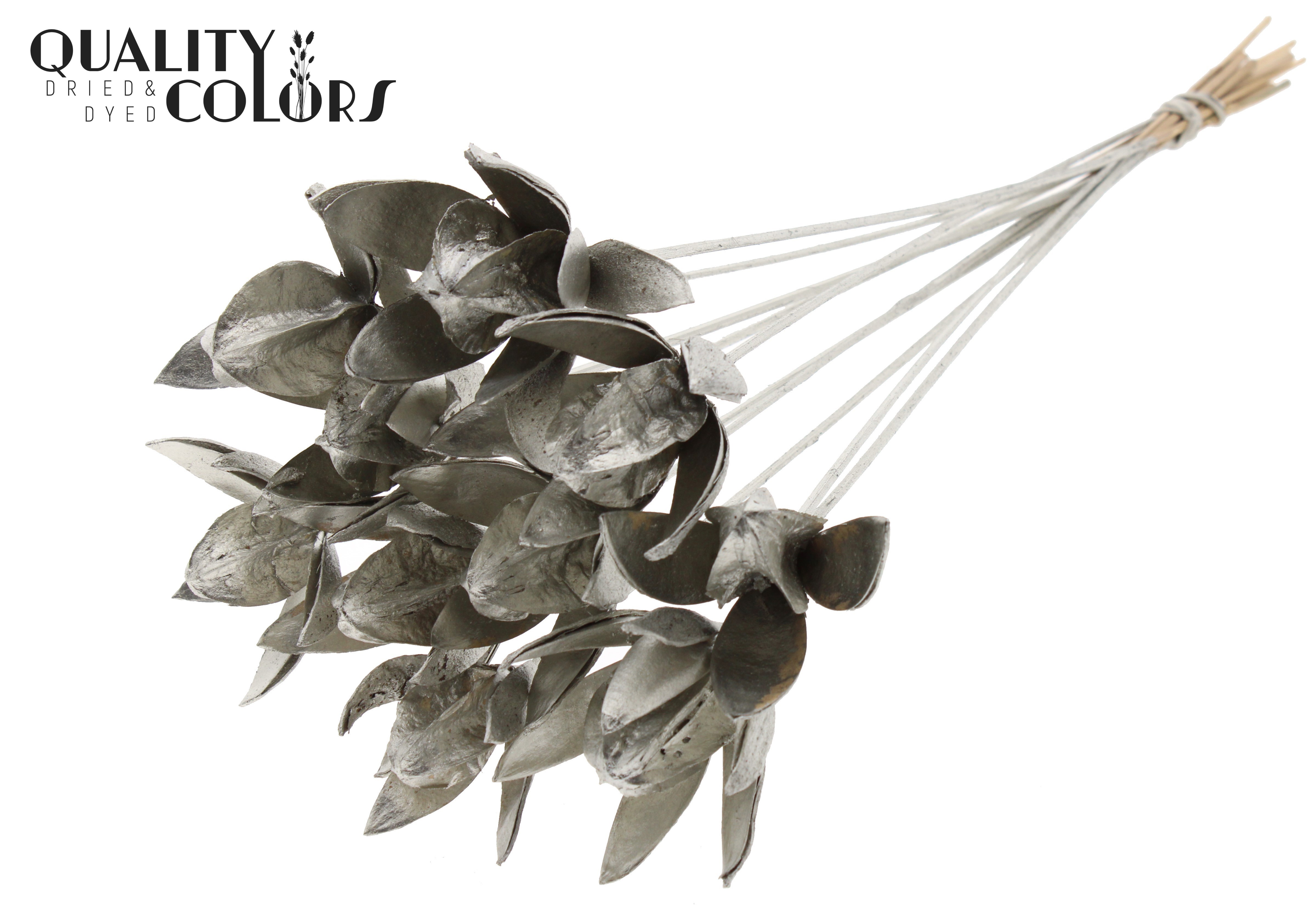 Wild Lilly Platinum 50cm