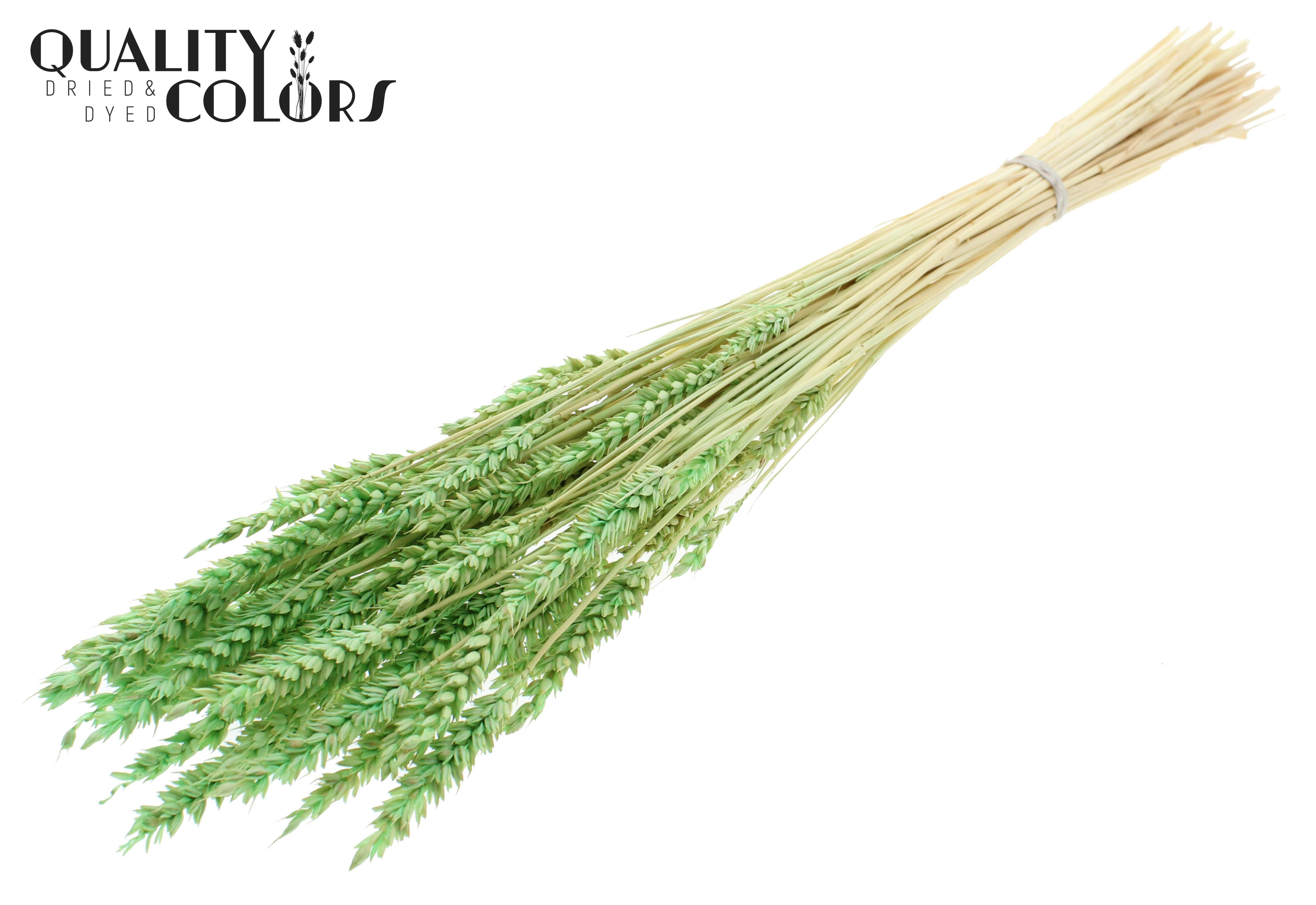 Triticum Intense Frosted Mint Per Bunch 60cm