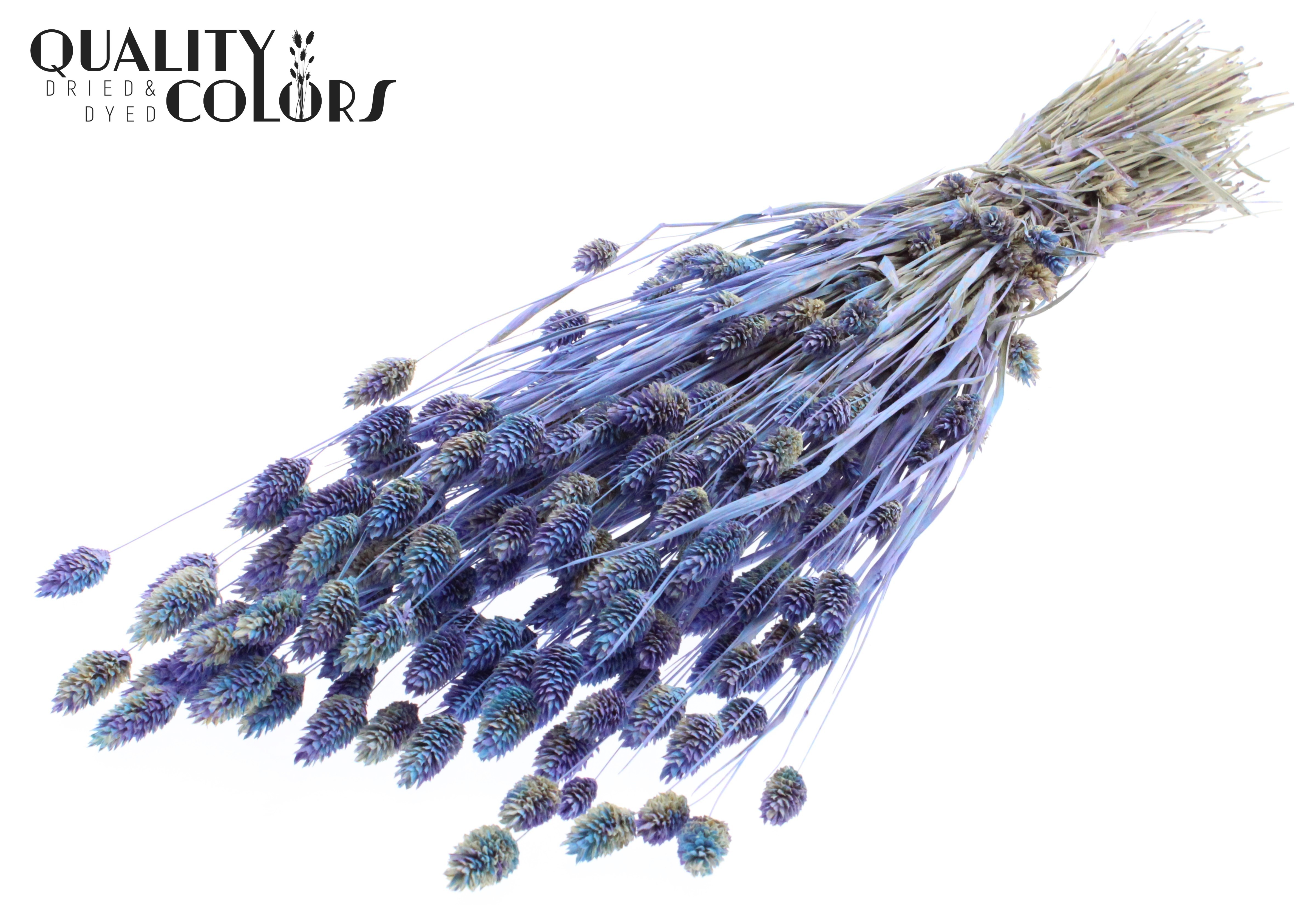 Phalaris Light Blue Mix Per Bunch 60cm 220gr.
