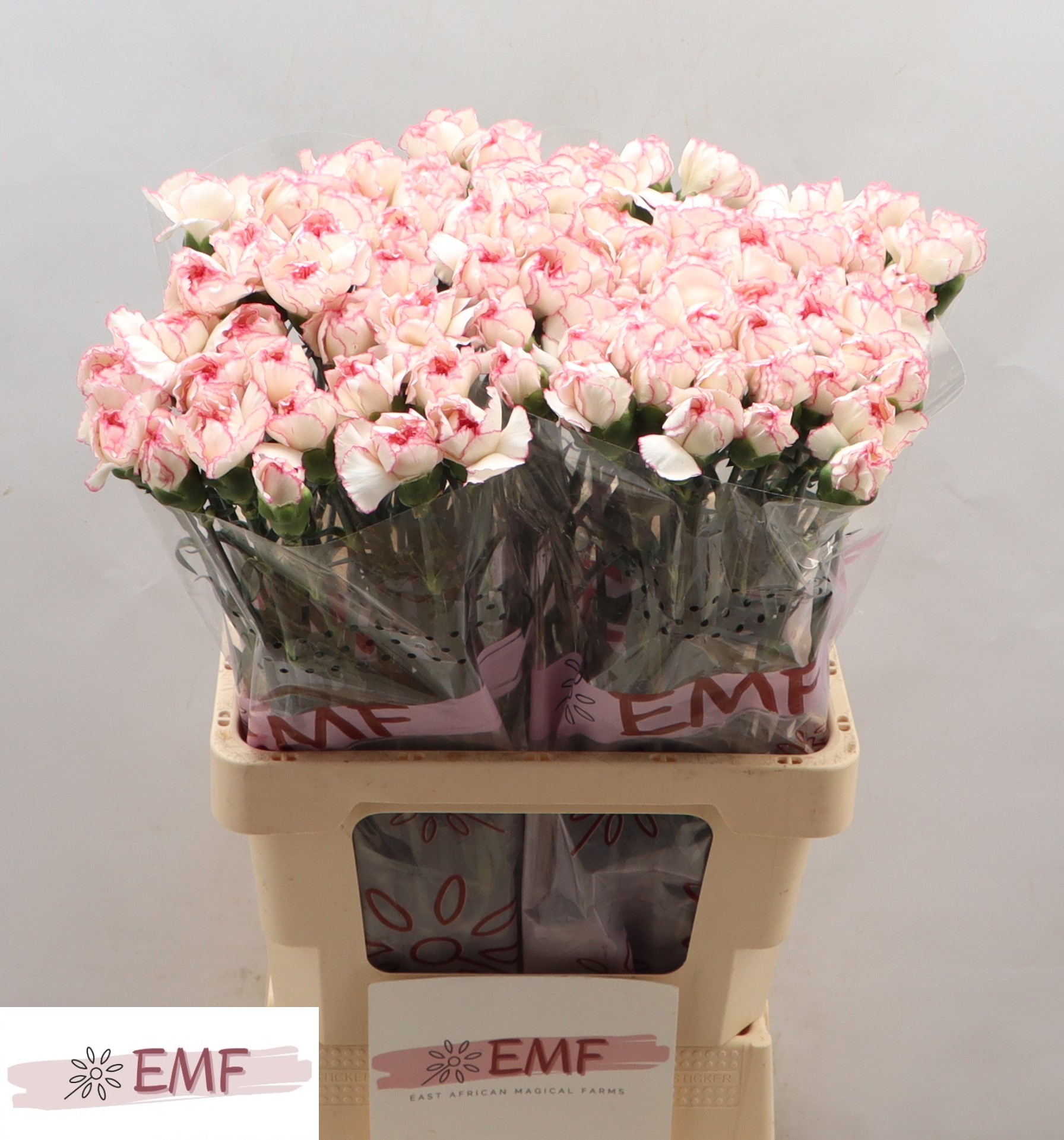 Dianthus Pastel Damascus 60cm