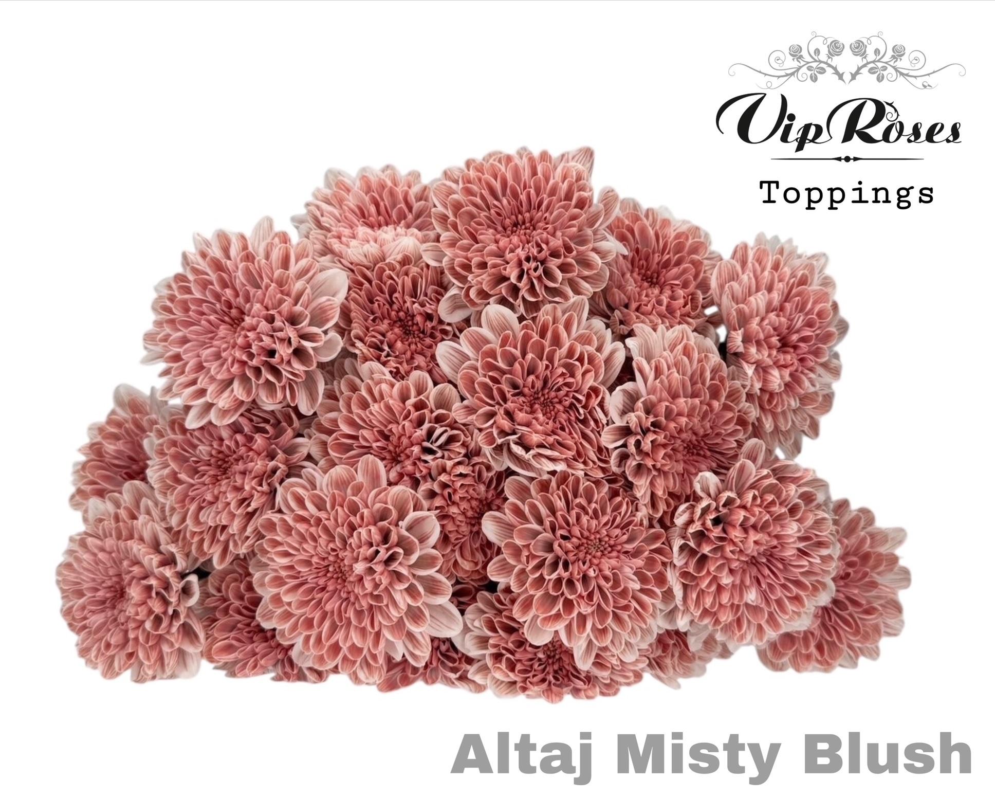 Chr T Altaj Misty Blush 65 cm