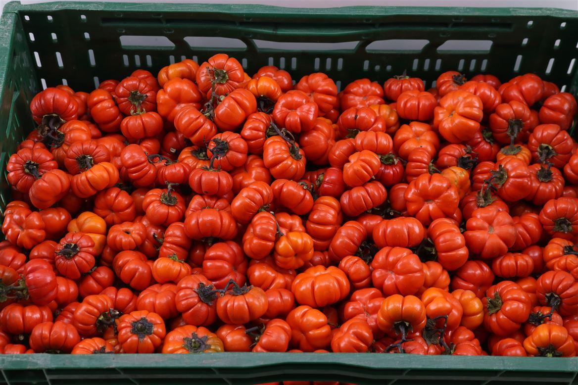 Sier Cuc Solanum Orange P Box