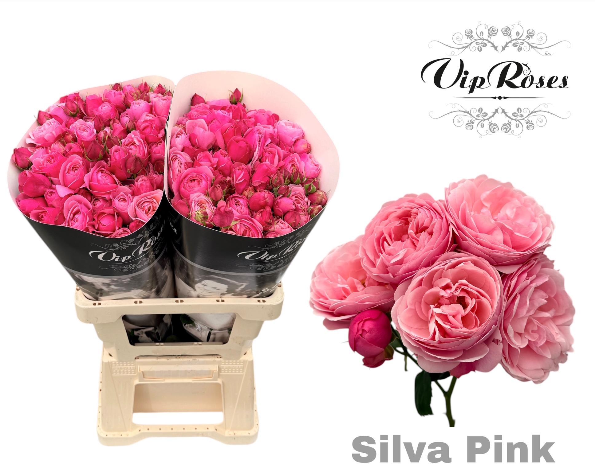 R Tr Silva Pink+ Vip 70 cm