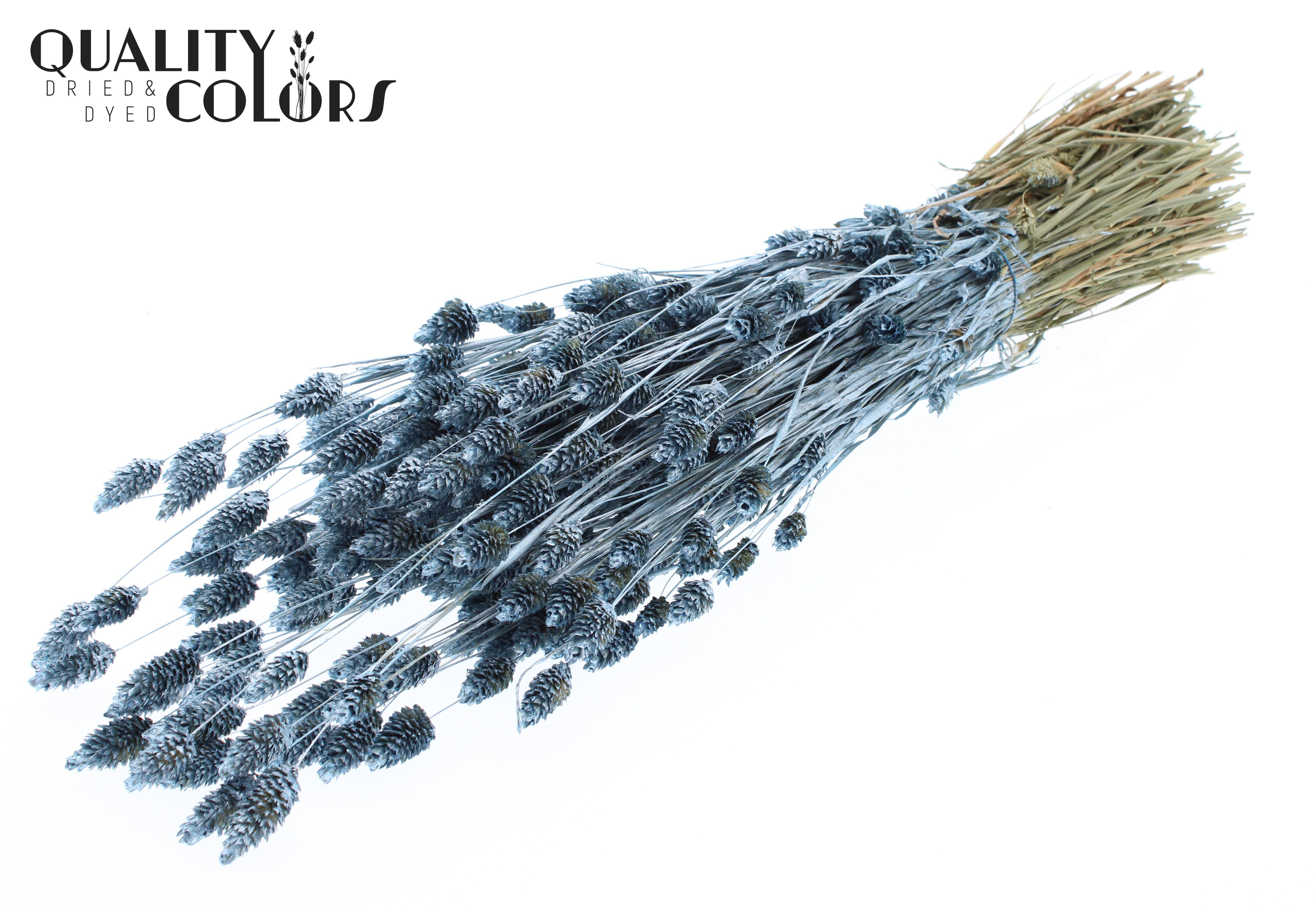 Phalaris Metallic Blue Per Bunch 60cm 220gr.