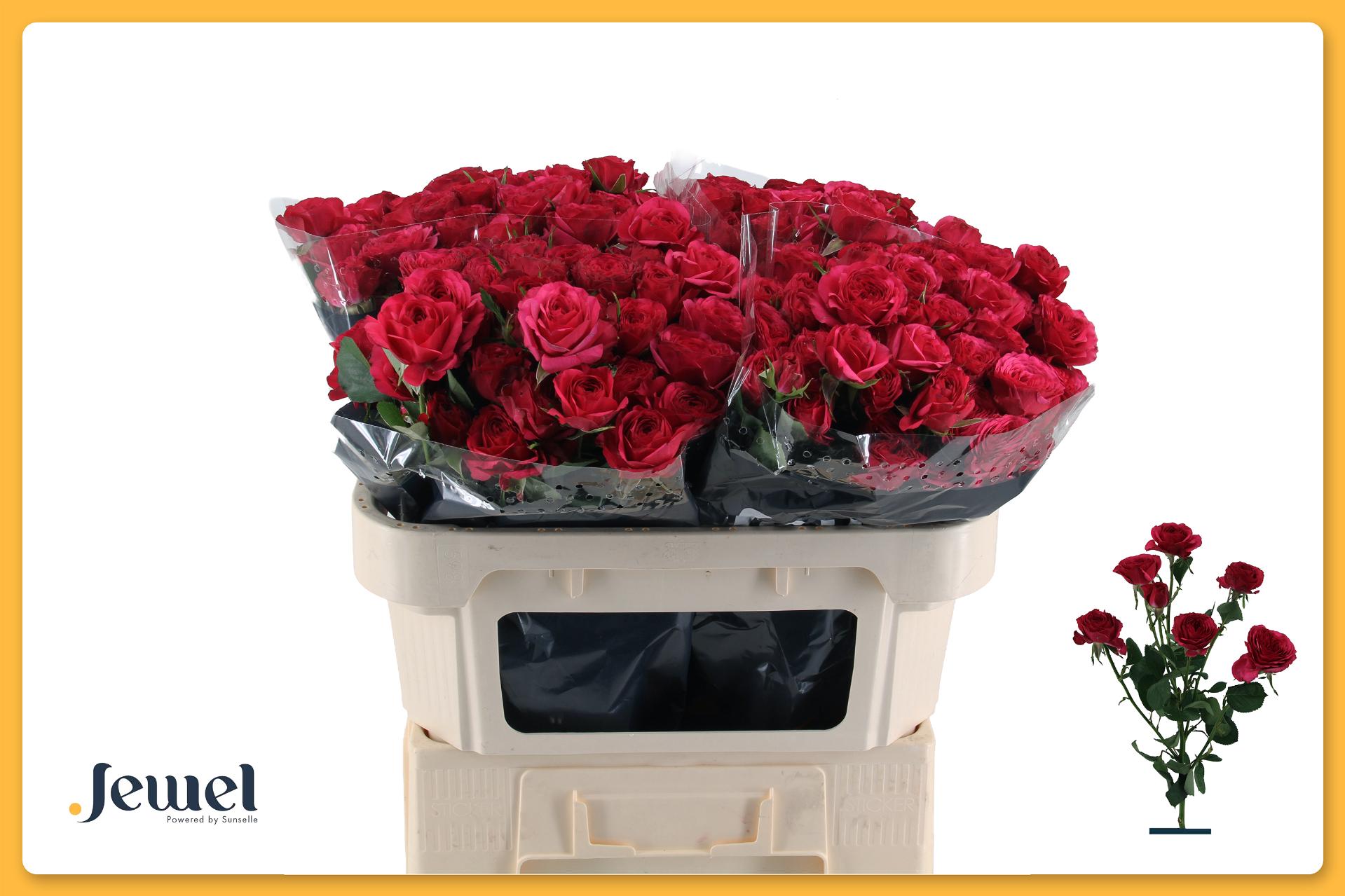 Rosa Spr Carrie 70cm