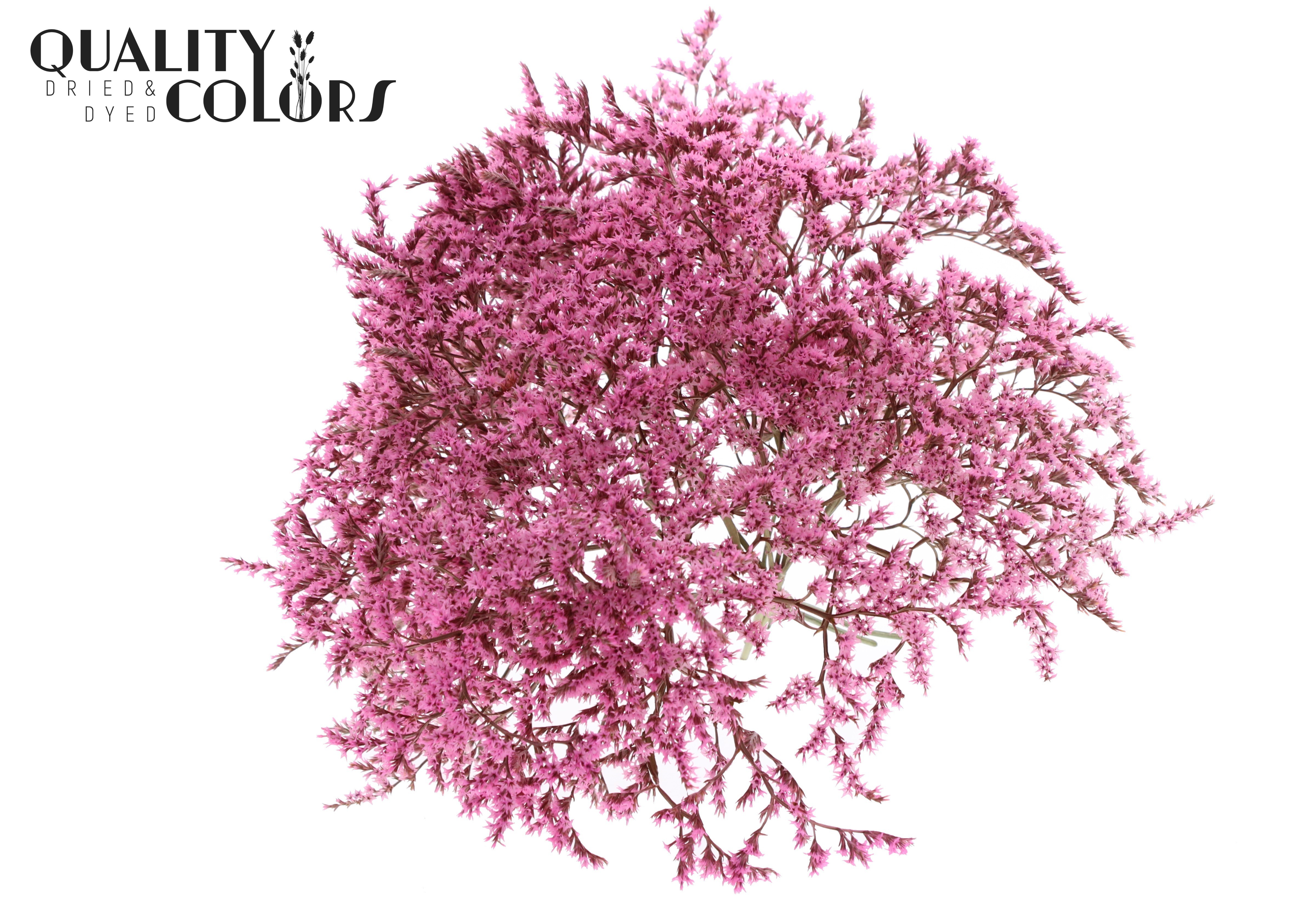 Limonium Tataricum Pink Per Bunch 30cm 45gr.