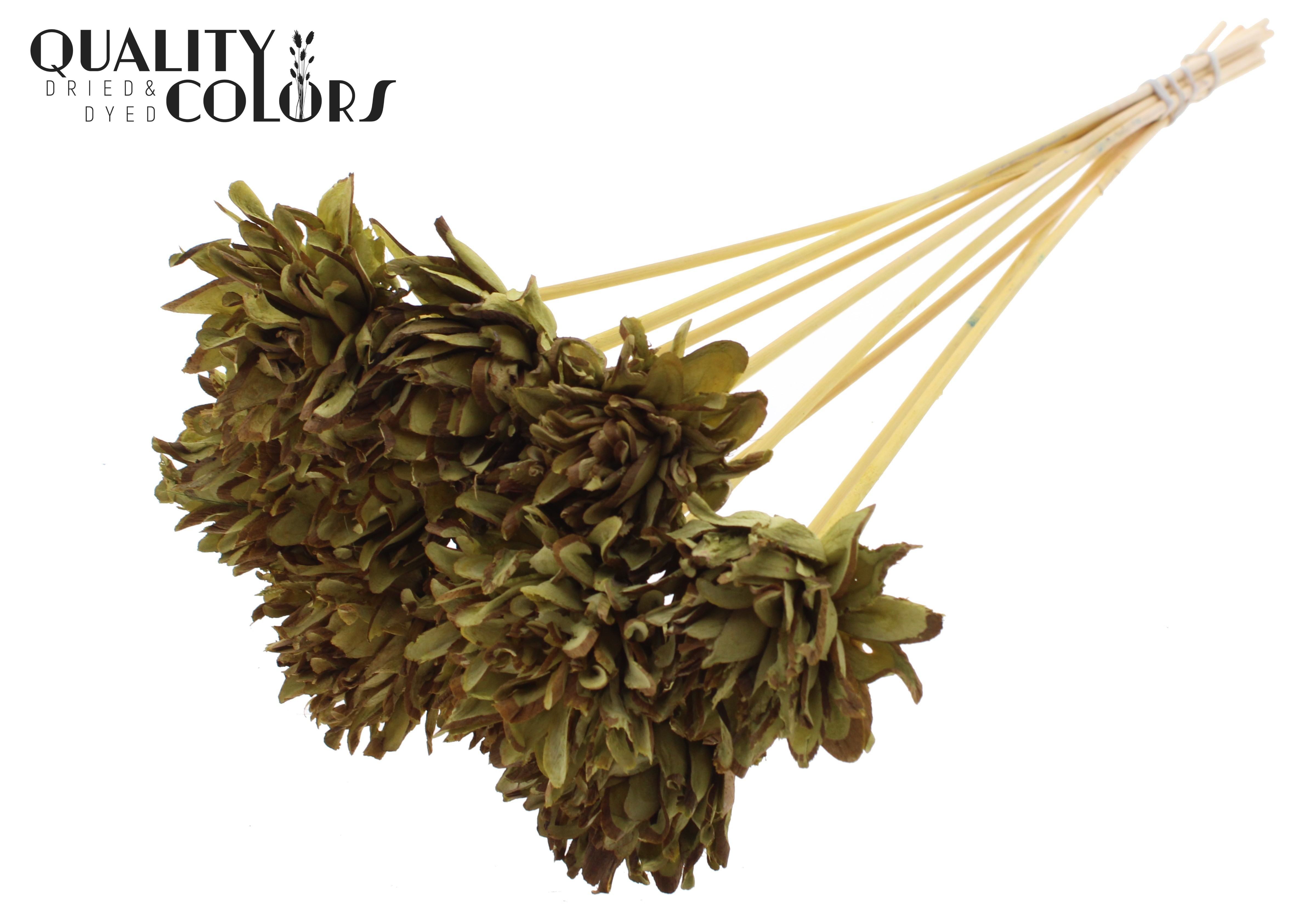 Shola Slice Pine Olive 50cm