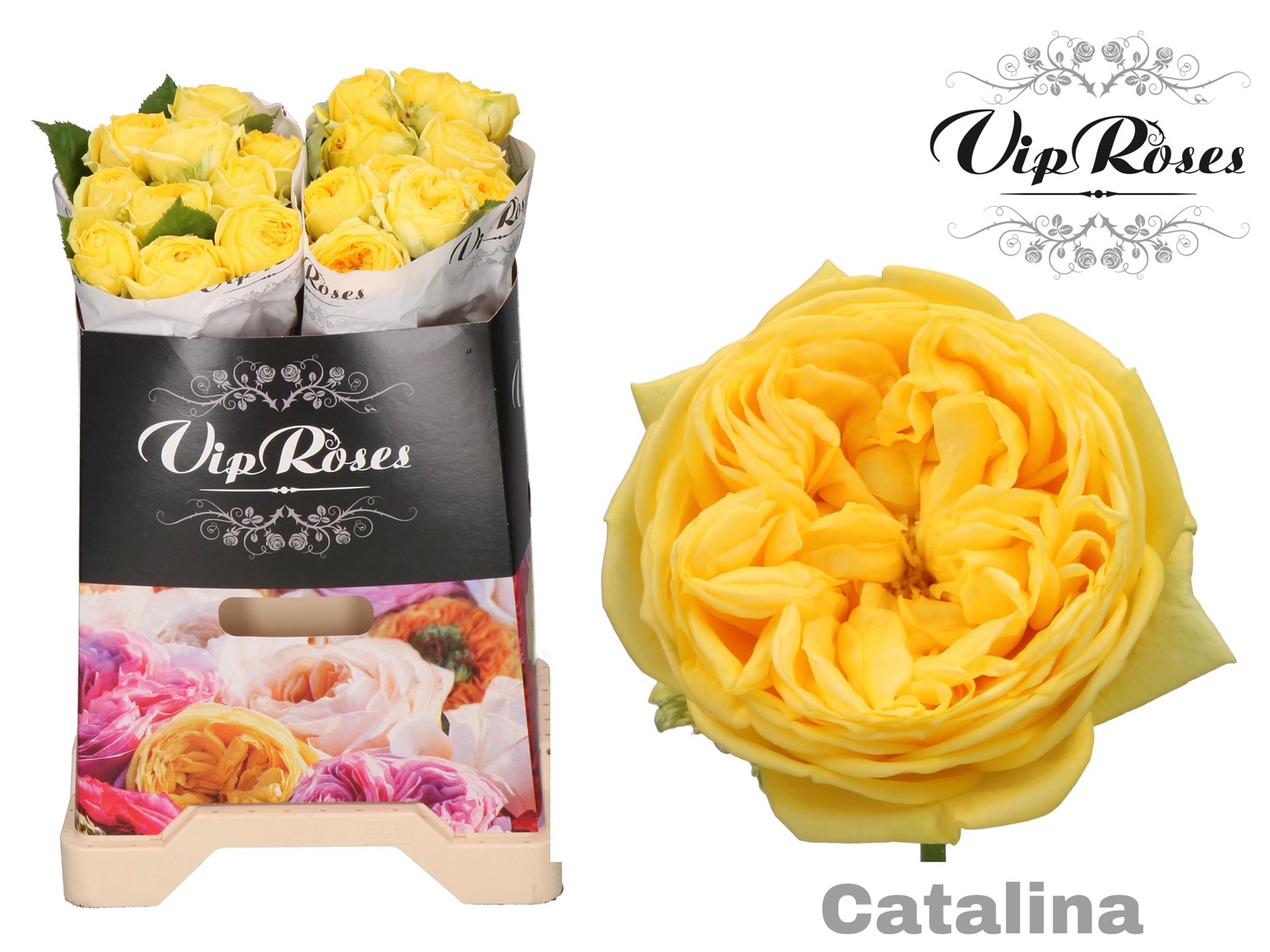 Rosa Garden Catalina 40cm