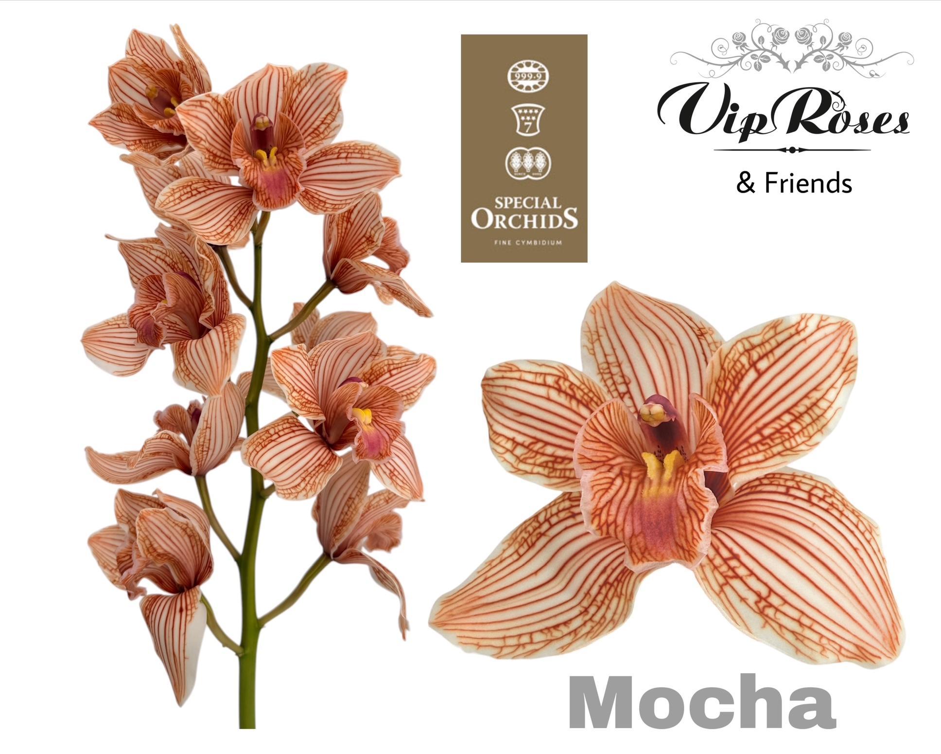 Cymbidium Painted Mocha 80cm