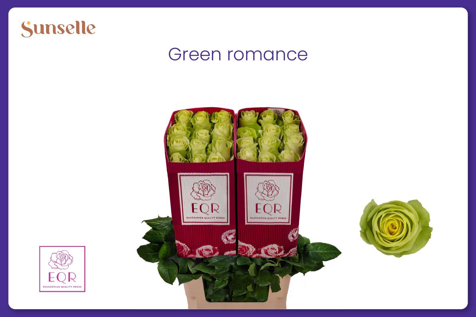 R Gr Green Romance 70cm