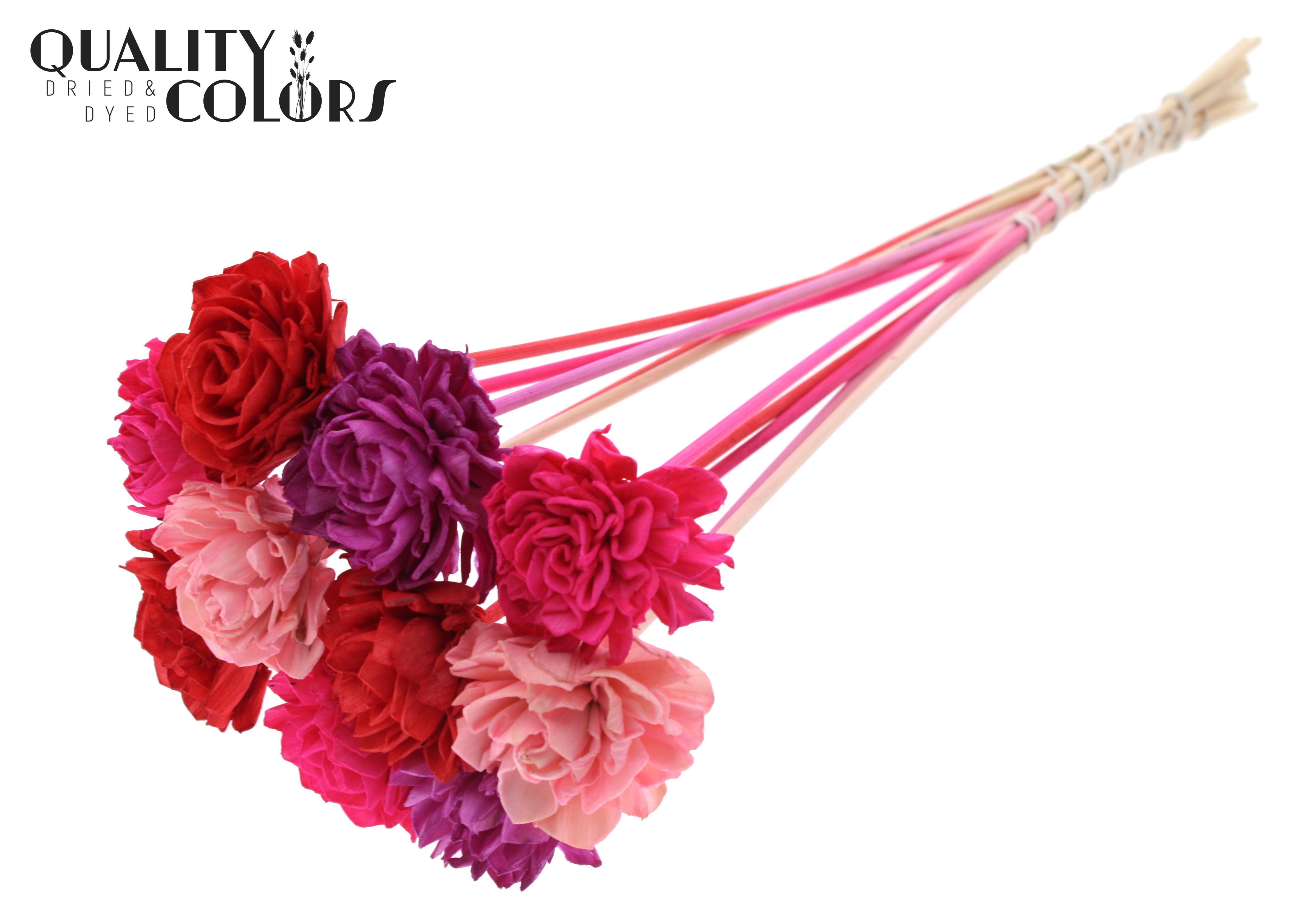 Shola Dhaliya Love Mix 50cm