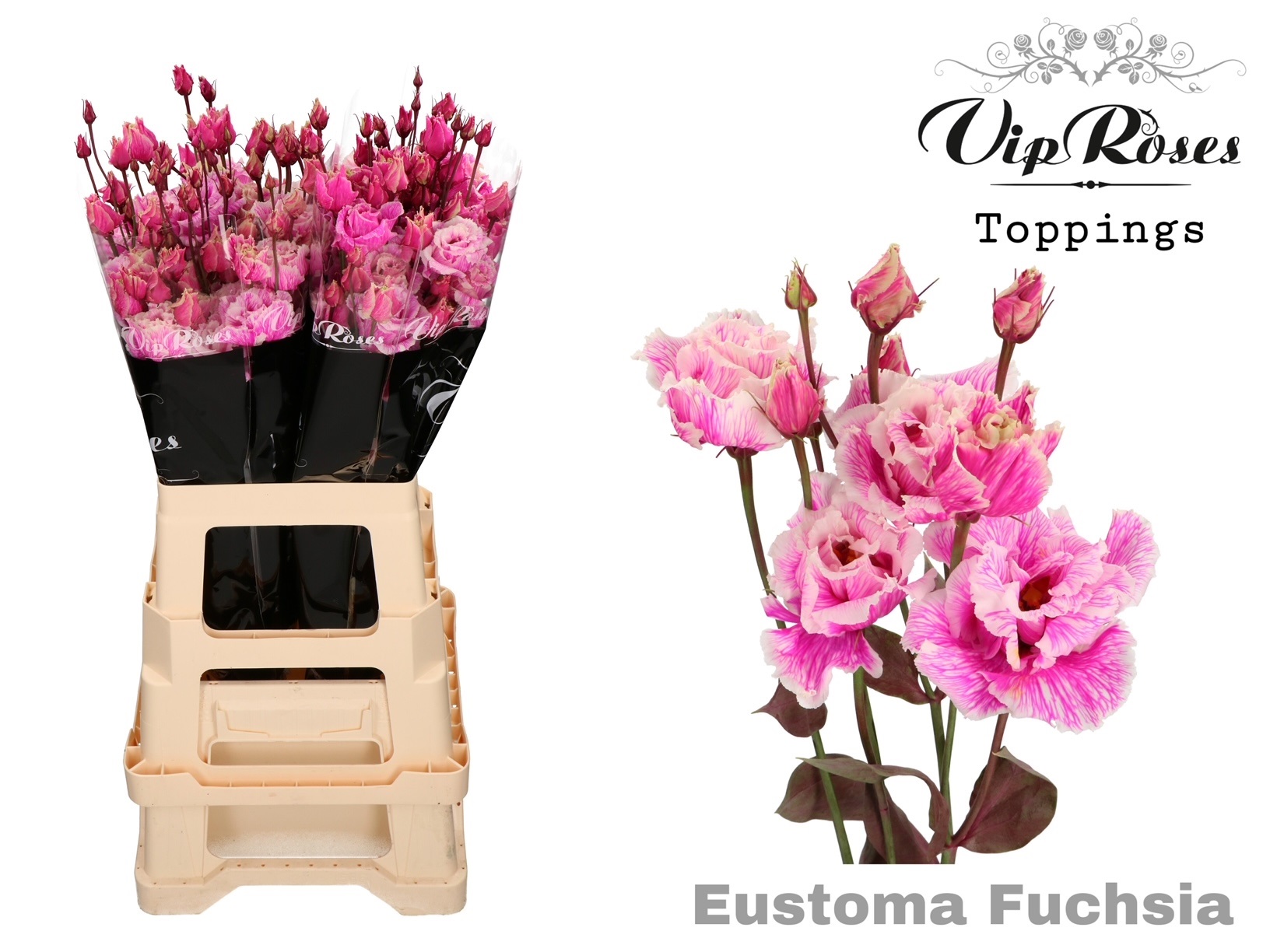 Eust G Alissa Fuchsia 75 cm