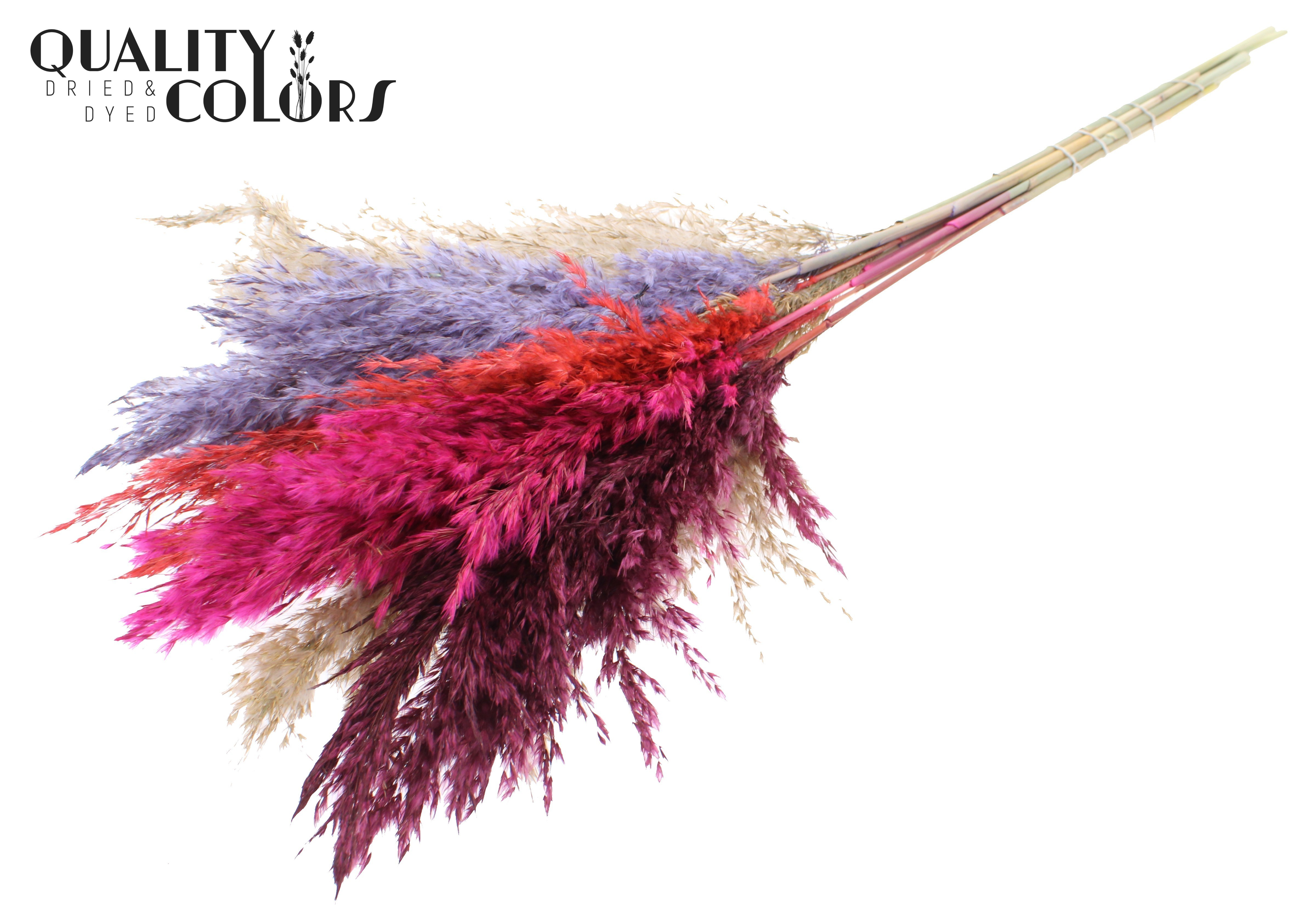 Pampas Grass Colourful 9 Per Bunch 70cm