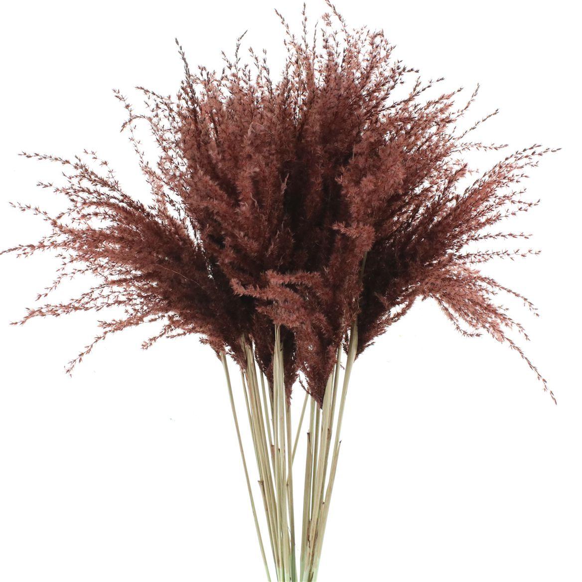Dried Stipa Feather Chocolate