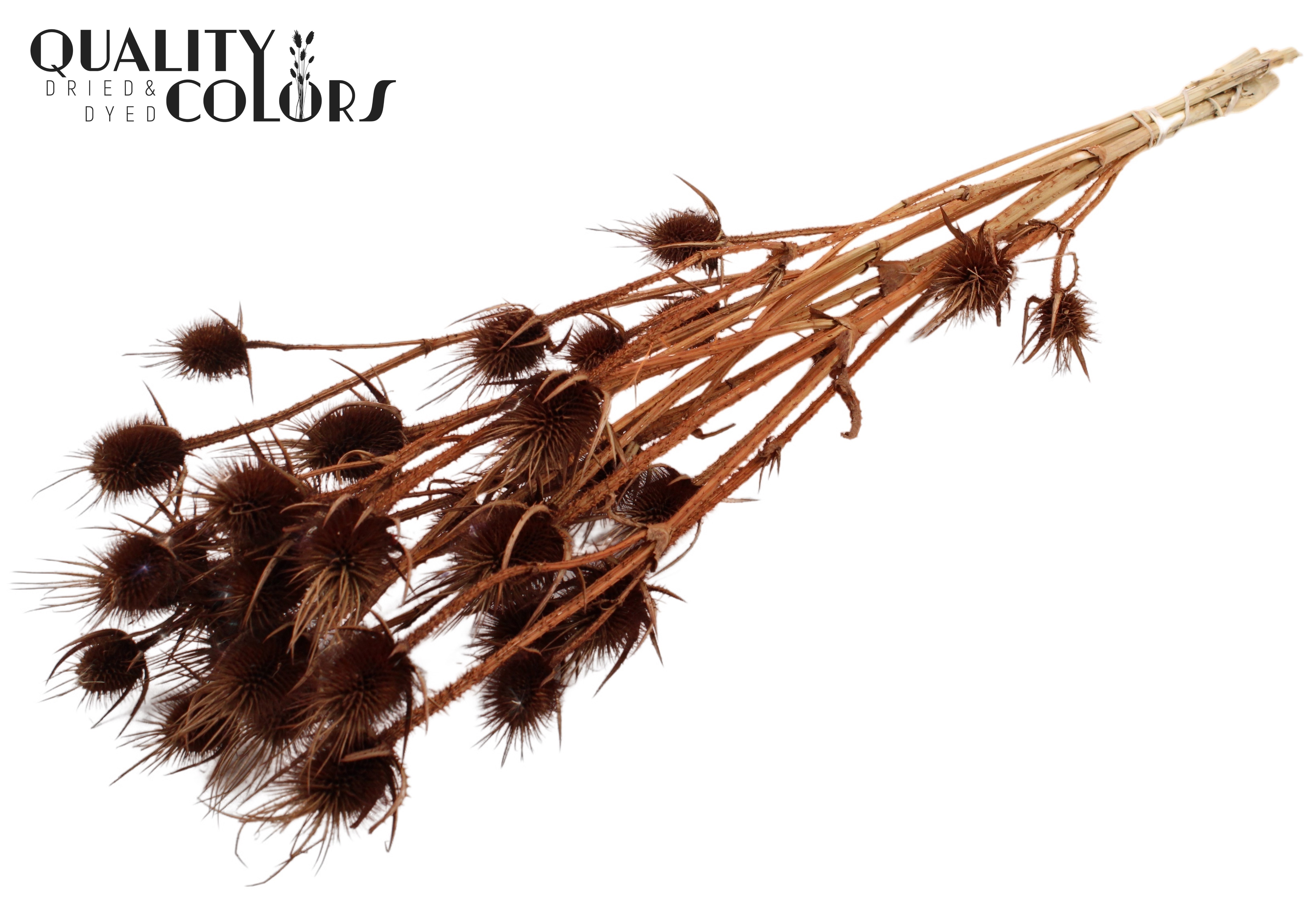 Eryngium Brown Per Bunch 70cm