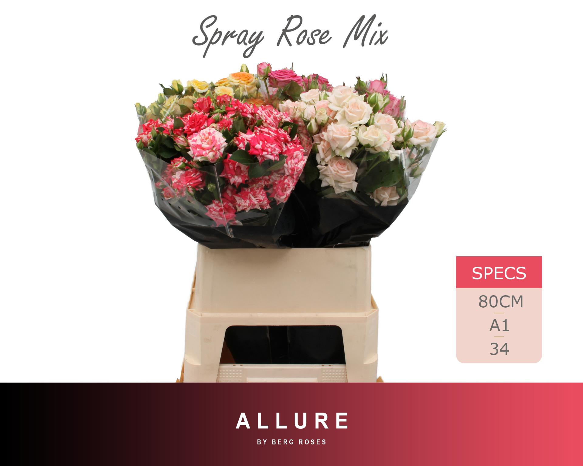 Rosa Spr 80cm