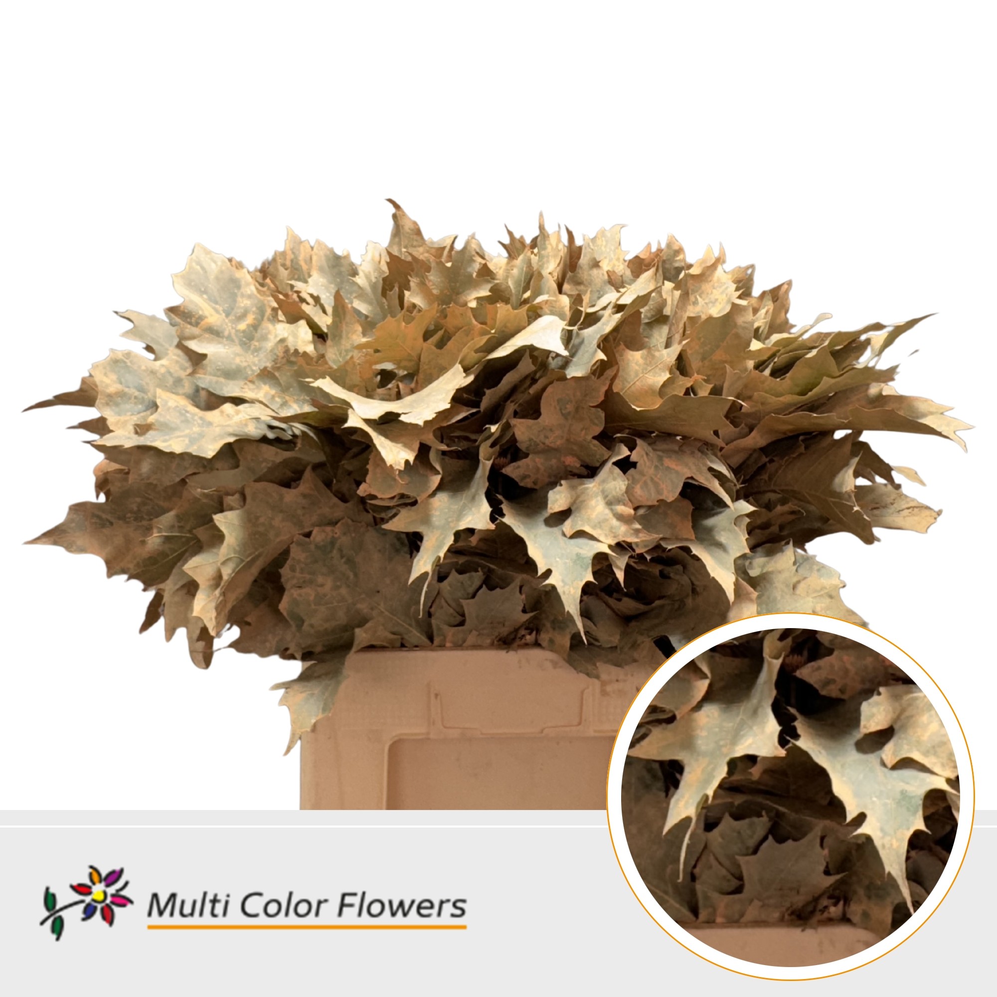Quercus Rubra Painted Apricot 60cm