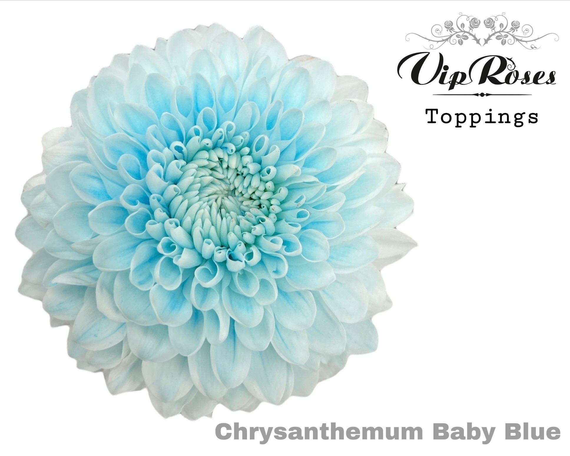 Chr G Baby Blue 75 cm
