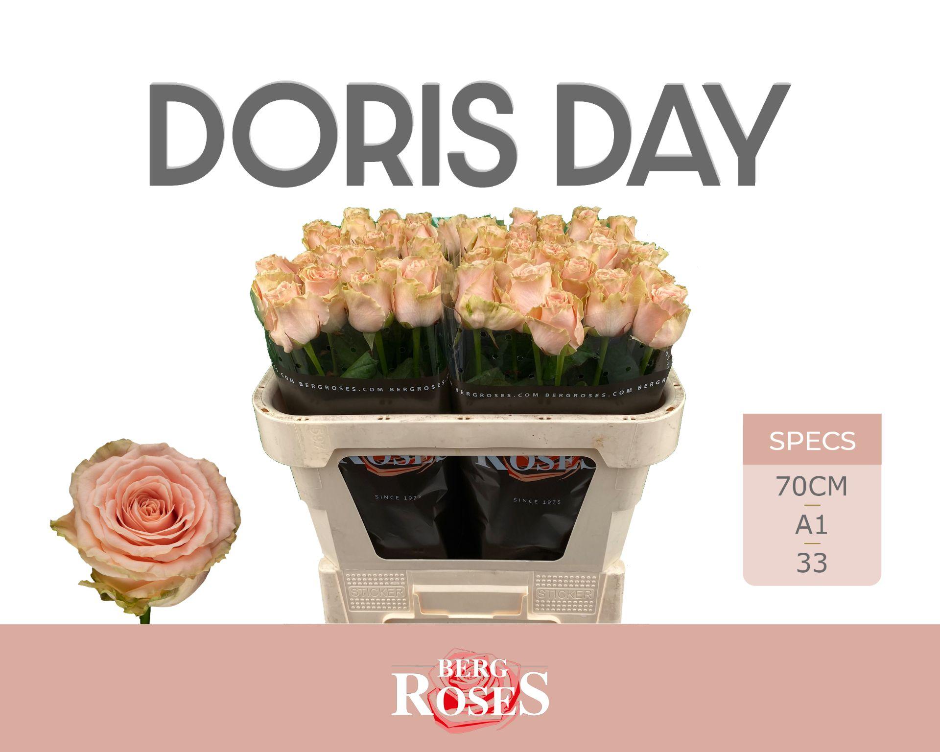 Rosa Doris Day 70cm