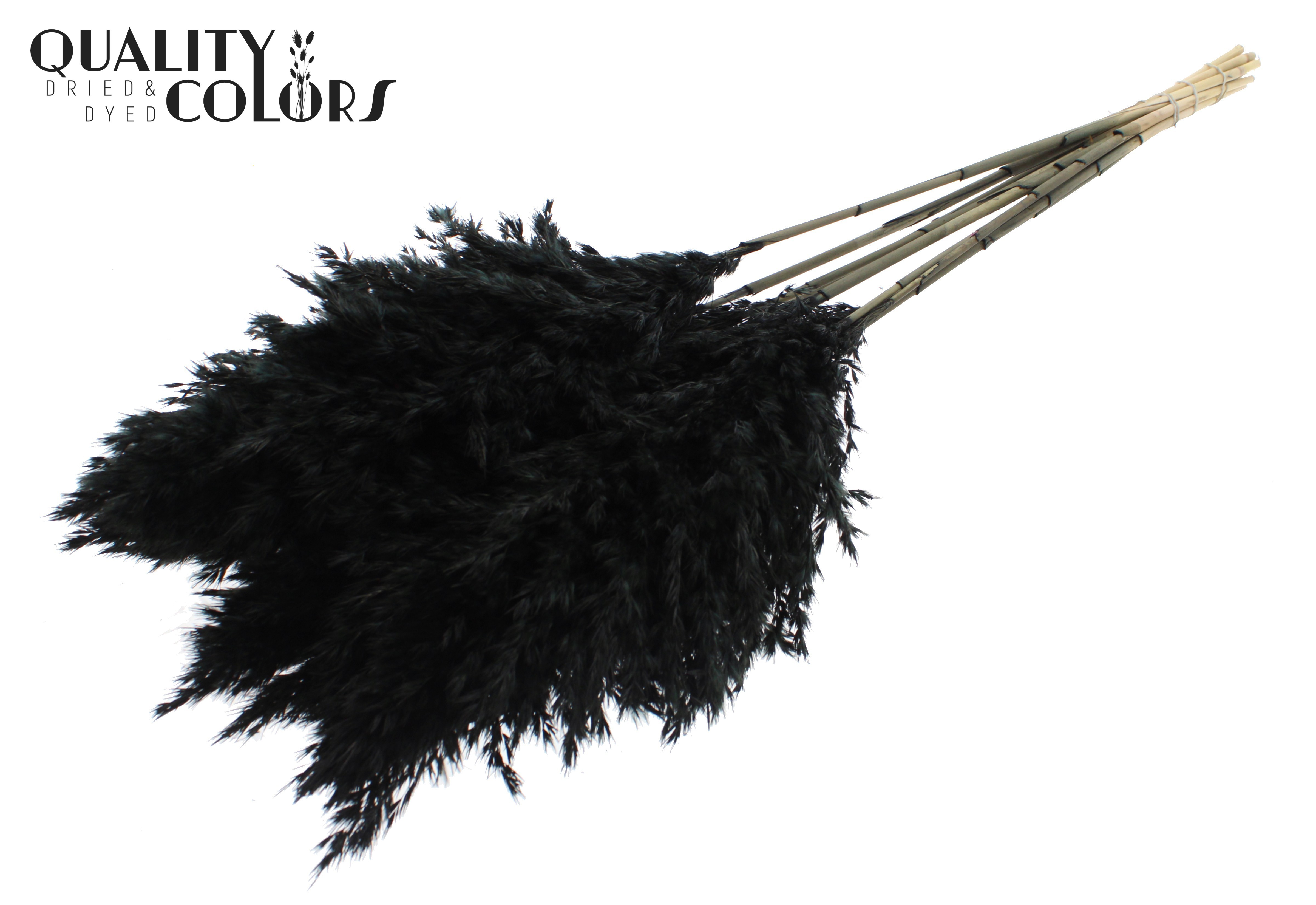 Pampas Grass Black Per Bunch 70cm