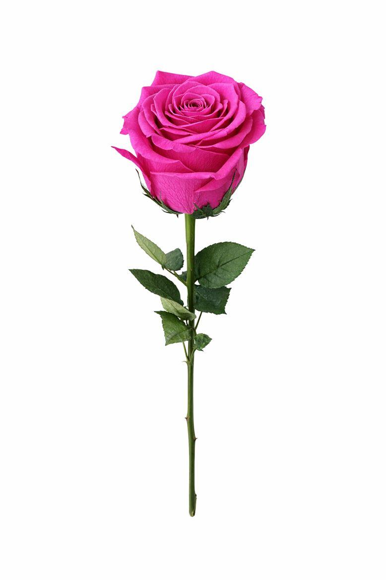 Ro Pres Stem 50cm Fuchsia