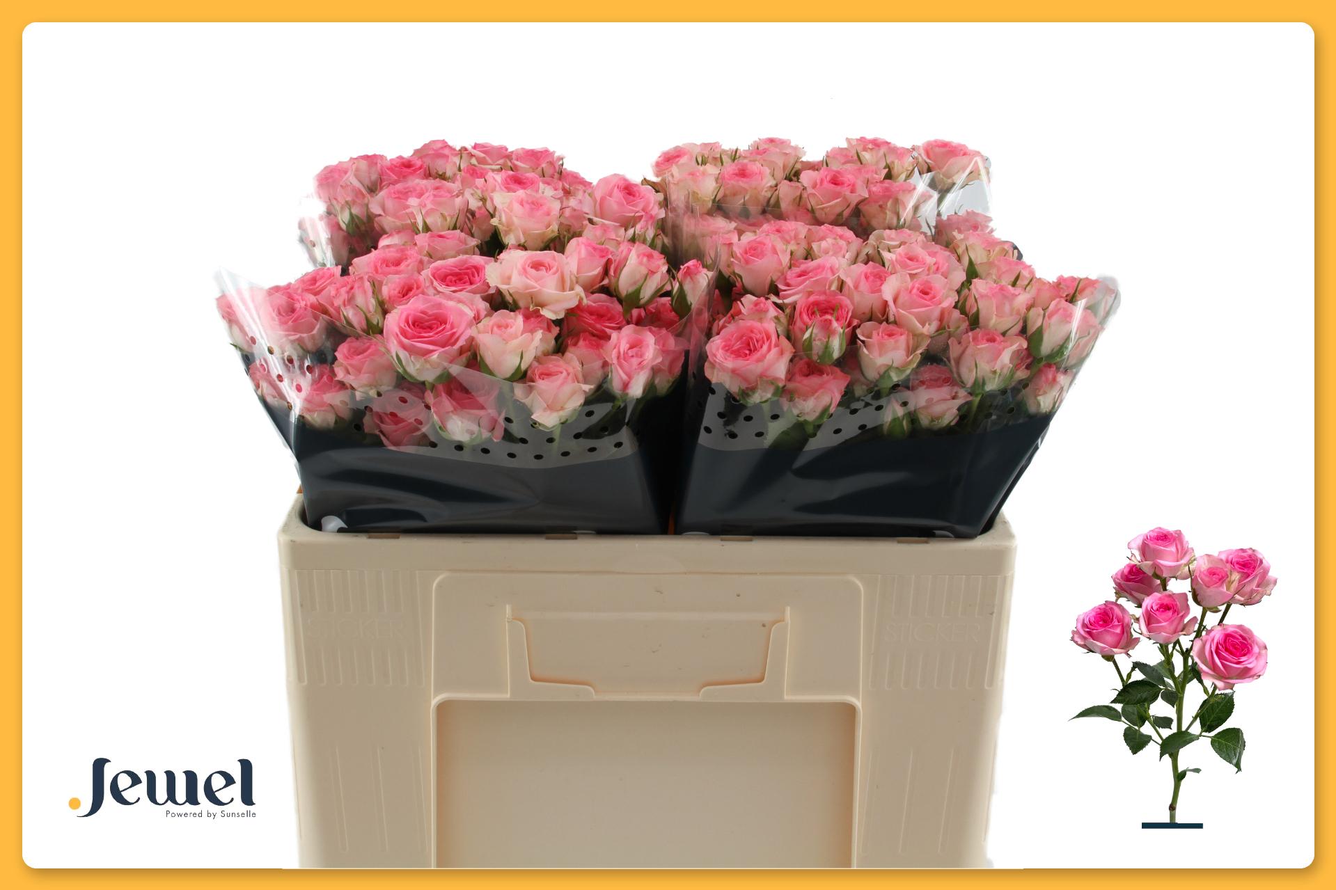 Rosa Spr Tralala 50cm