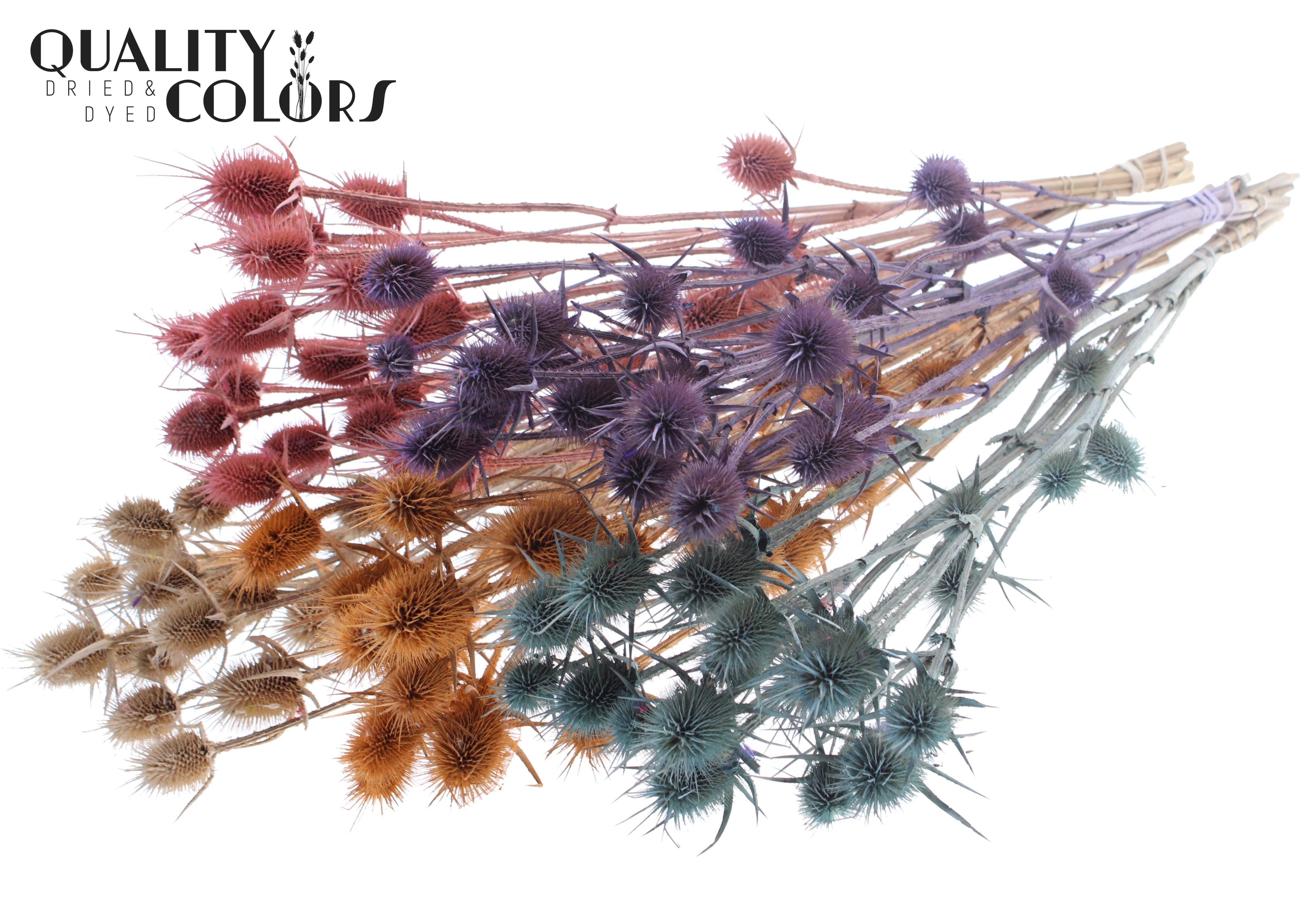 Eryngium Frosted Mix Per Bunch 70cm