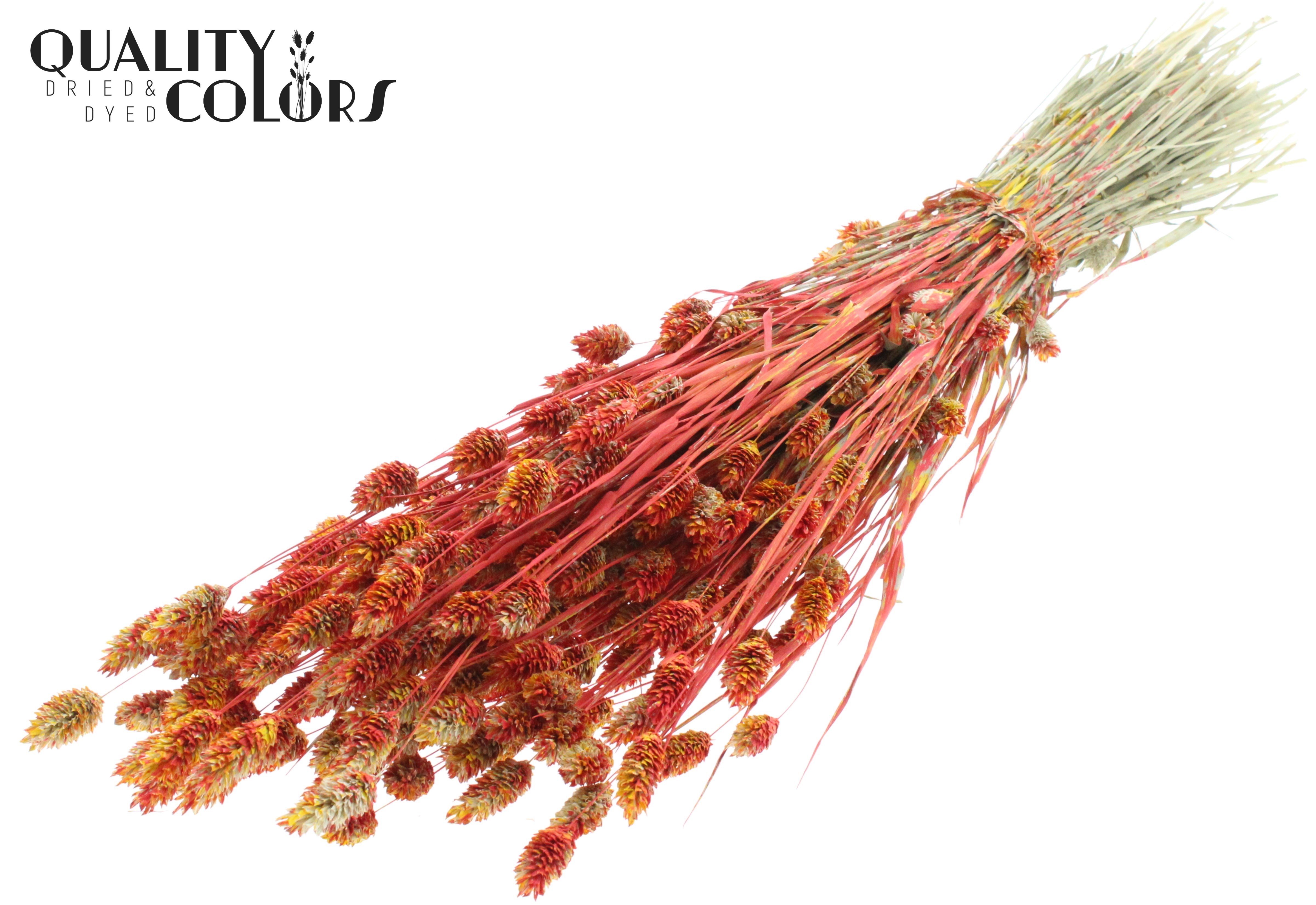 Phalaris Red Mix Per Bunch 60cm 220gr.