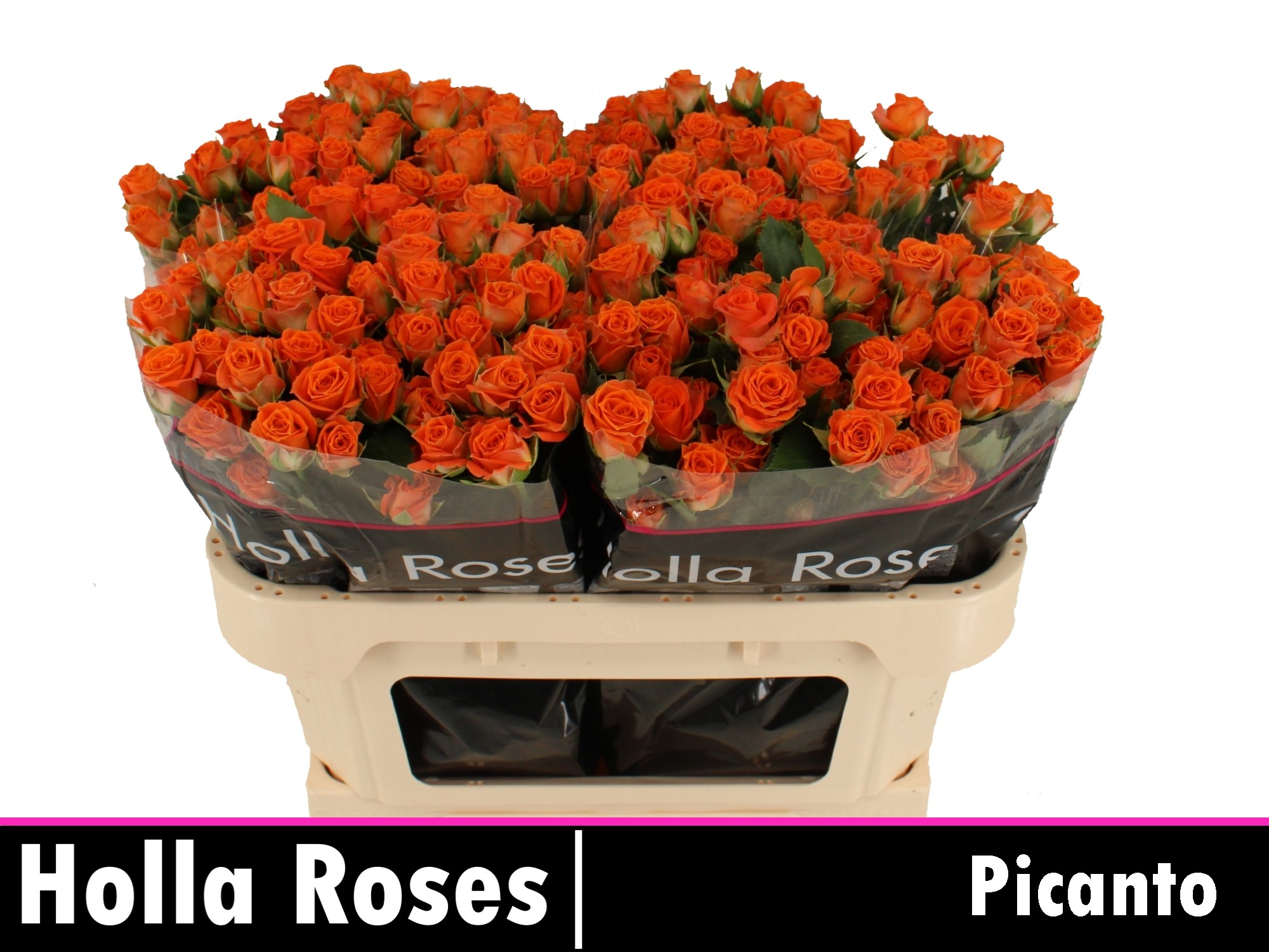Rosa Spr Picanto 70cm