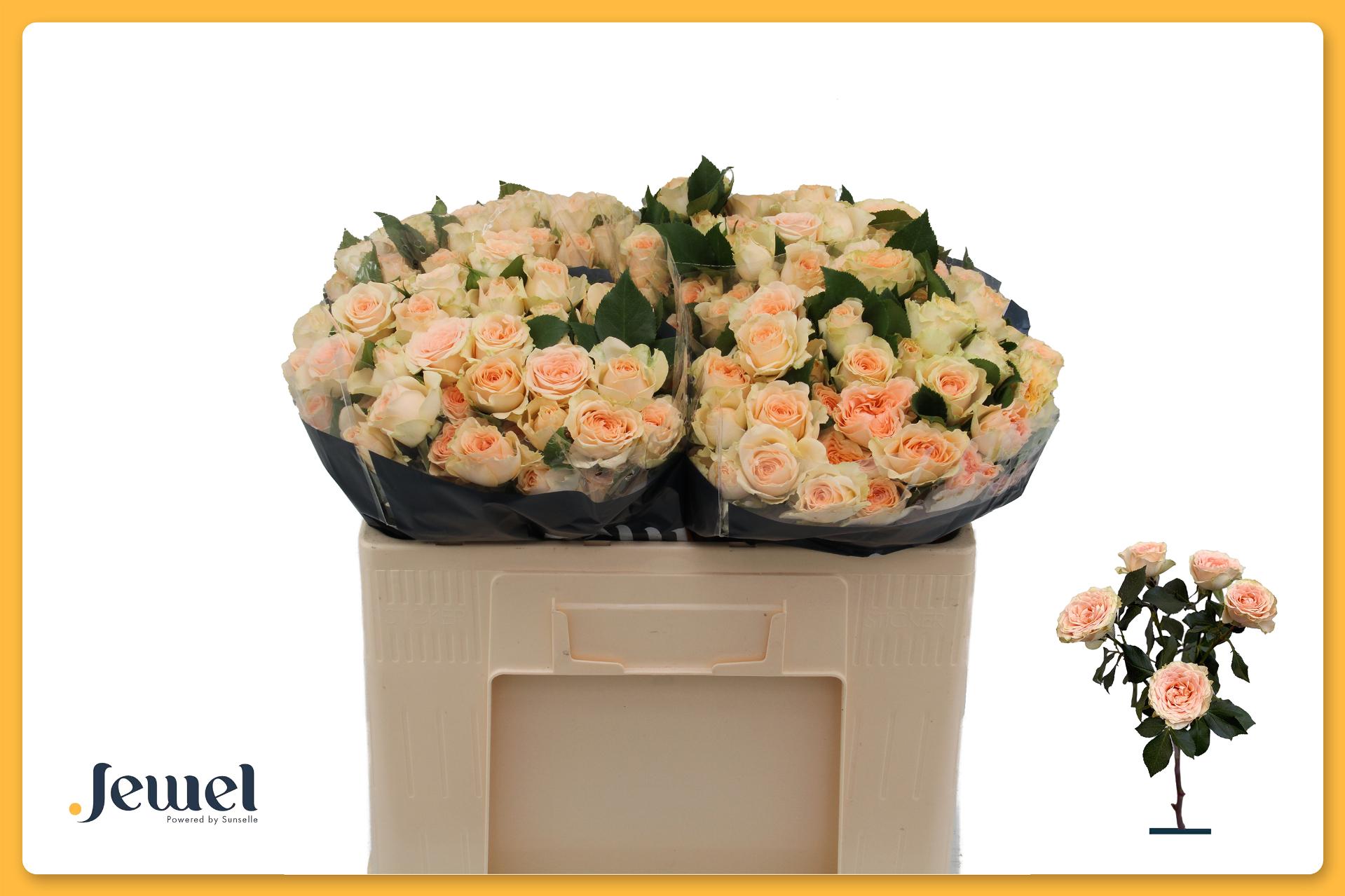 Rosa Spr Sancerre 50cm