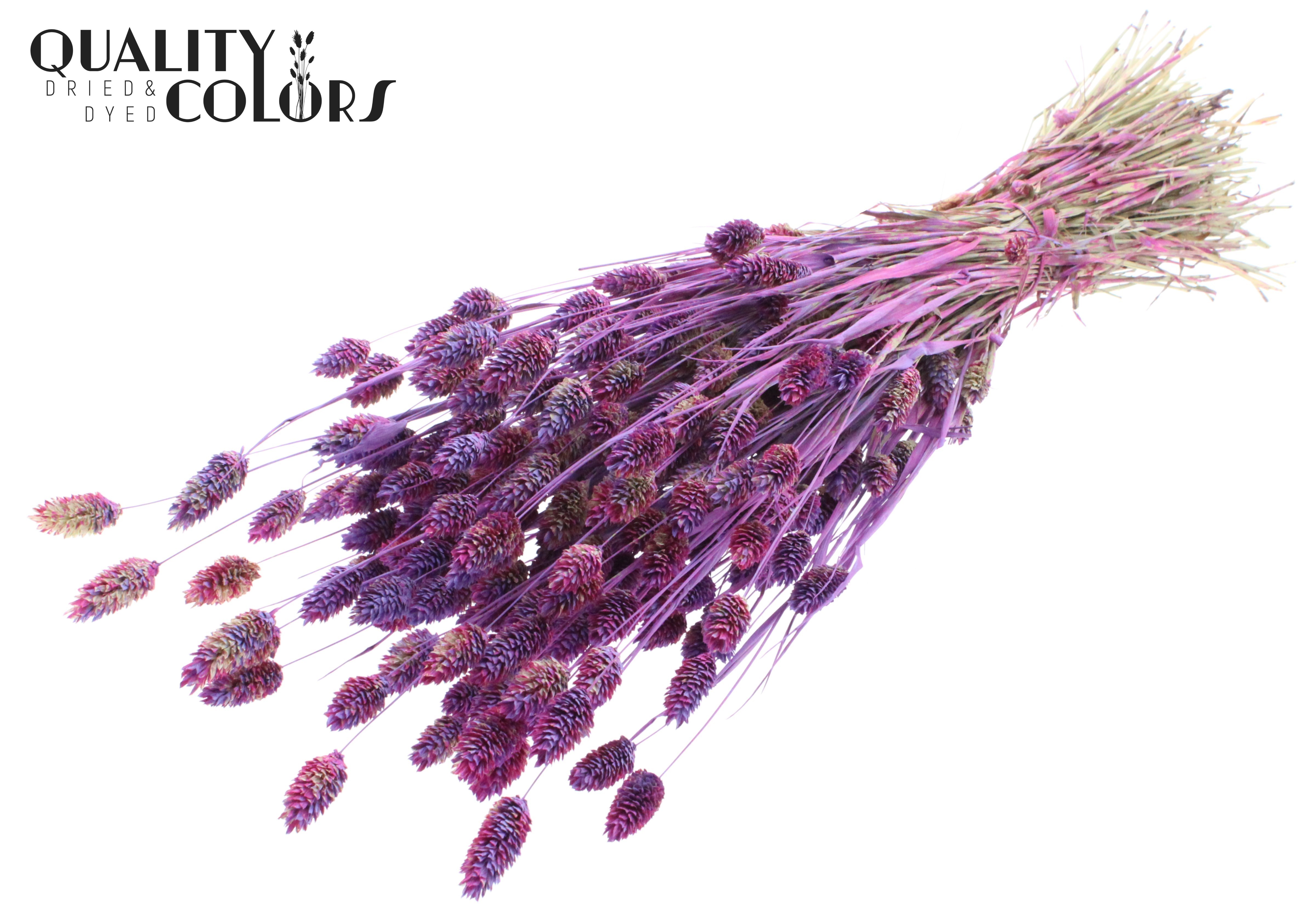 Phalaris Milka Mix Per Bunch 60cm 220gr.