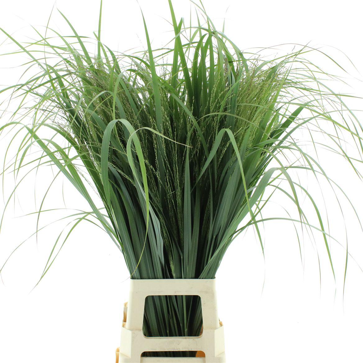Panicum Northwind