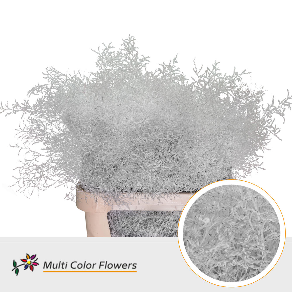 Limonium Painted White 90cm